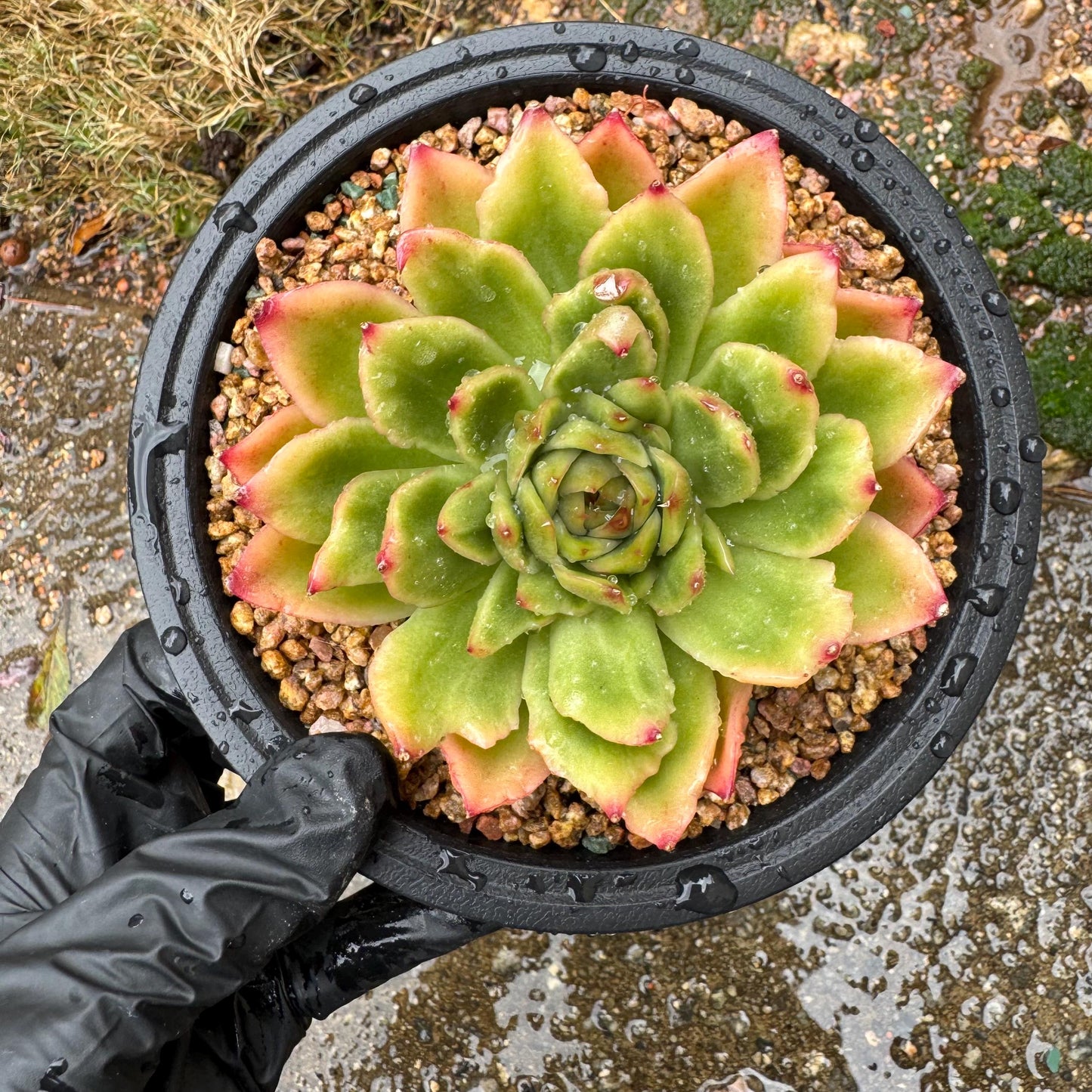 New! Echeveria ‘spring rain ’ , big single head, high quality, 3.8inches, Imported Rare Succulent, live plant, gift