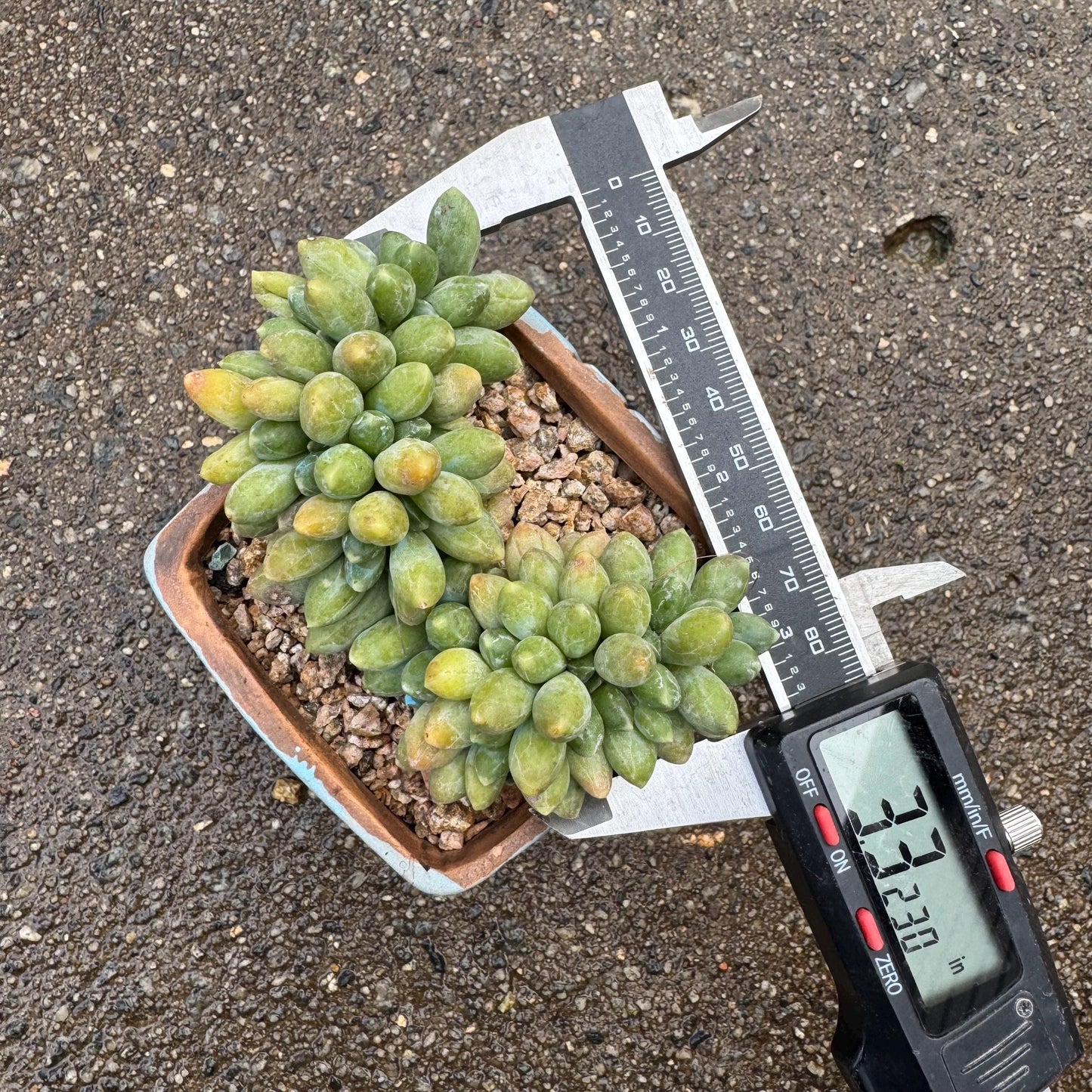 Pachythytum" compactum crest " cluster, 3.4 inches, live plant,gift