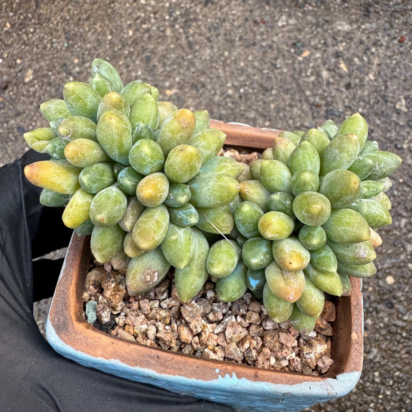 Pachythytum" compactum crest " cluster, 3.4 inches, live plant,gift