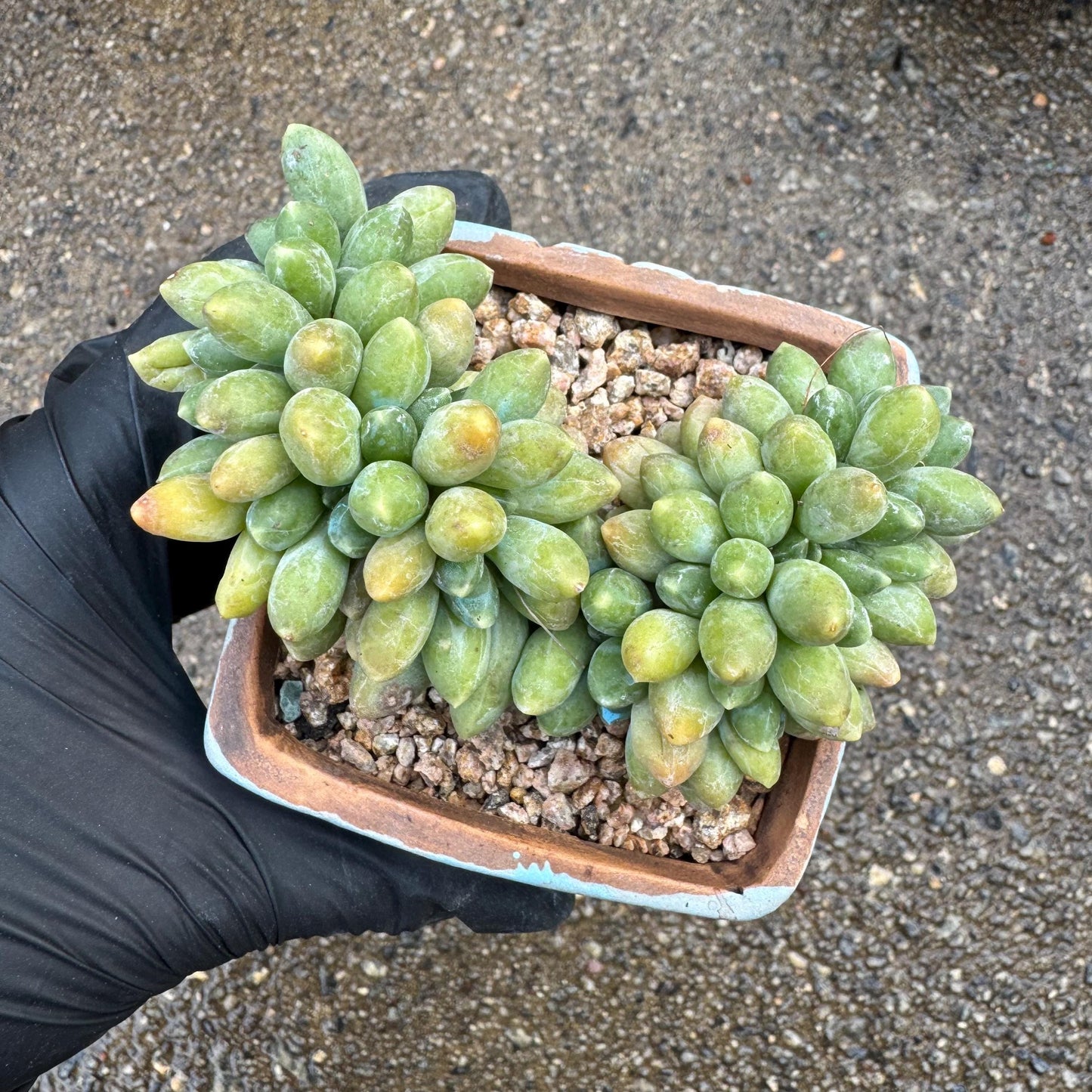 Pachythytum" compactum crest " cluster, 3.4 inches, live plant,gift