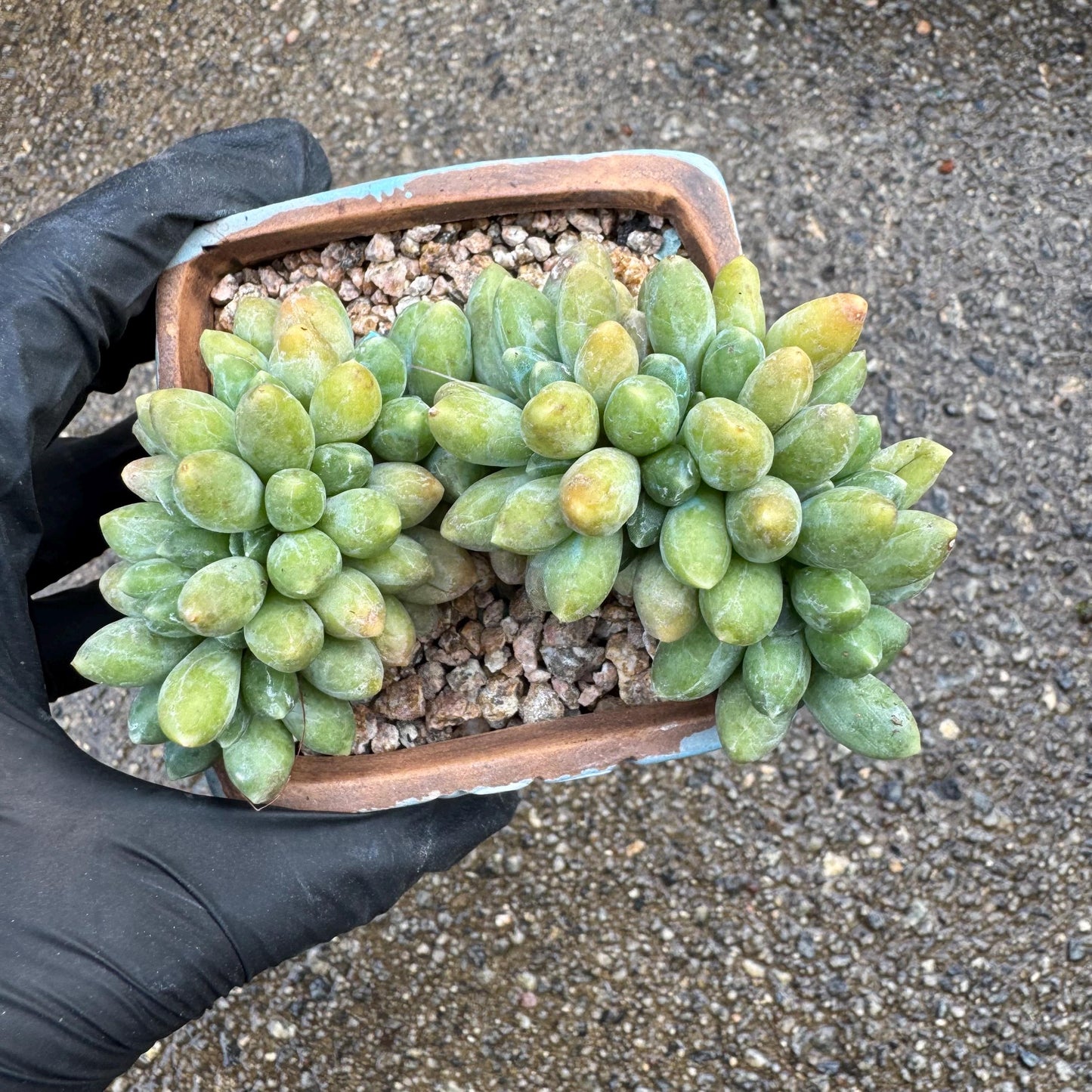 Pachythytum" compactum crest " cluster, 3.4 inches, live plant,gift