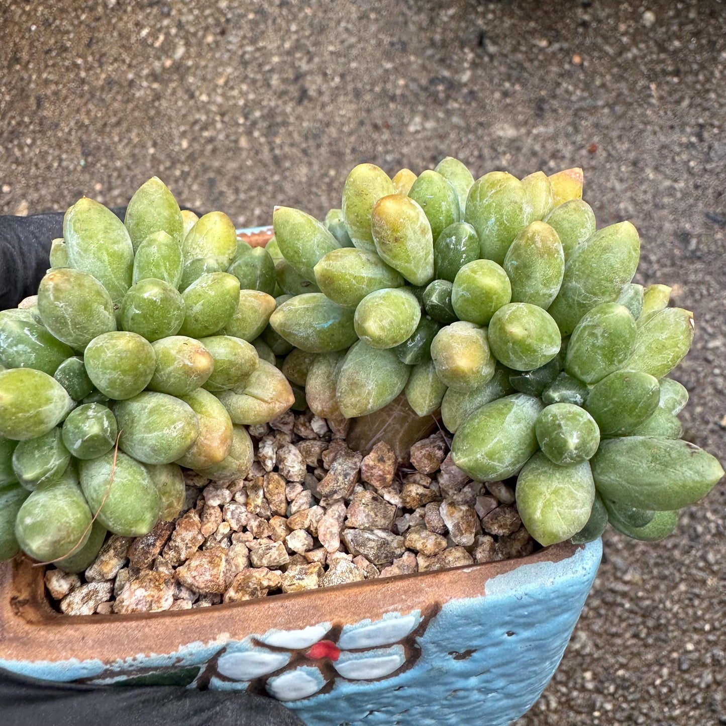 Pachythytum" compactum crest " cluster, 3.4 inches, live plant,gift