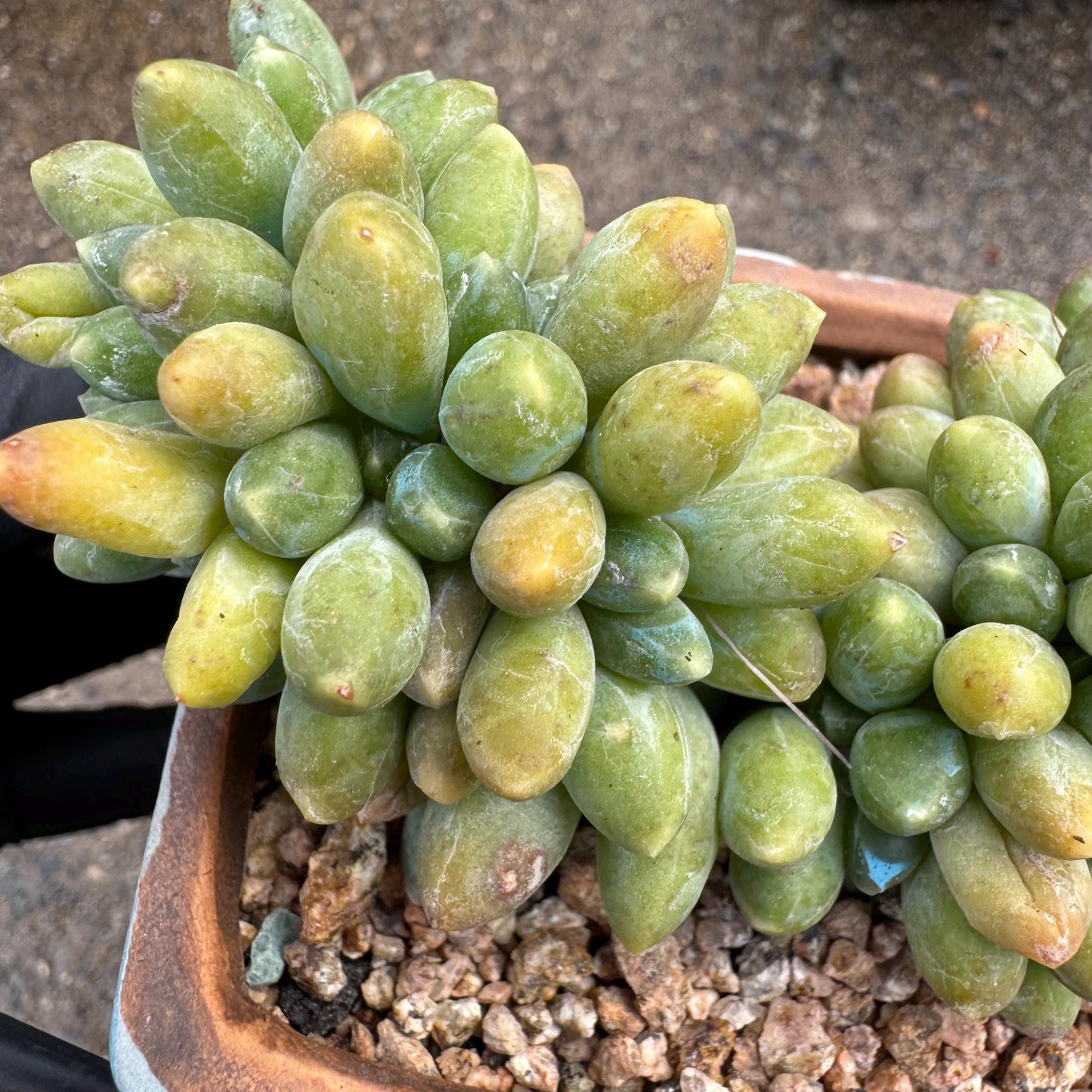 Pachythytum" compactum crest " cluster, 3.4 inches, live plant,gift