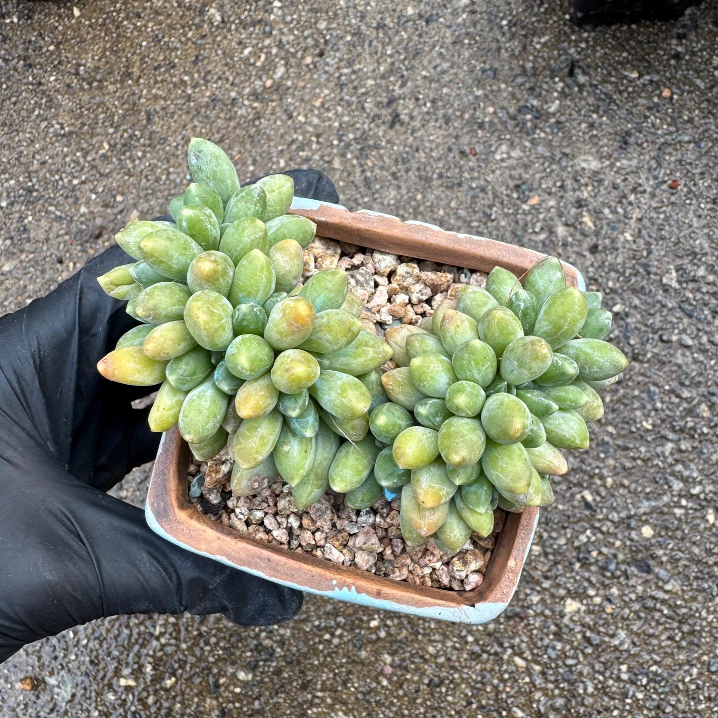 Pachythytum" compactum crest " cluster, 3.4 inches, live plant,gift