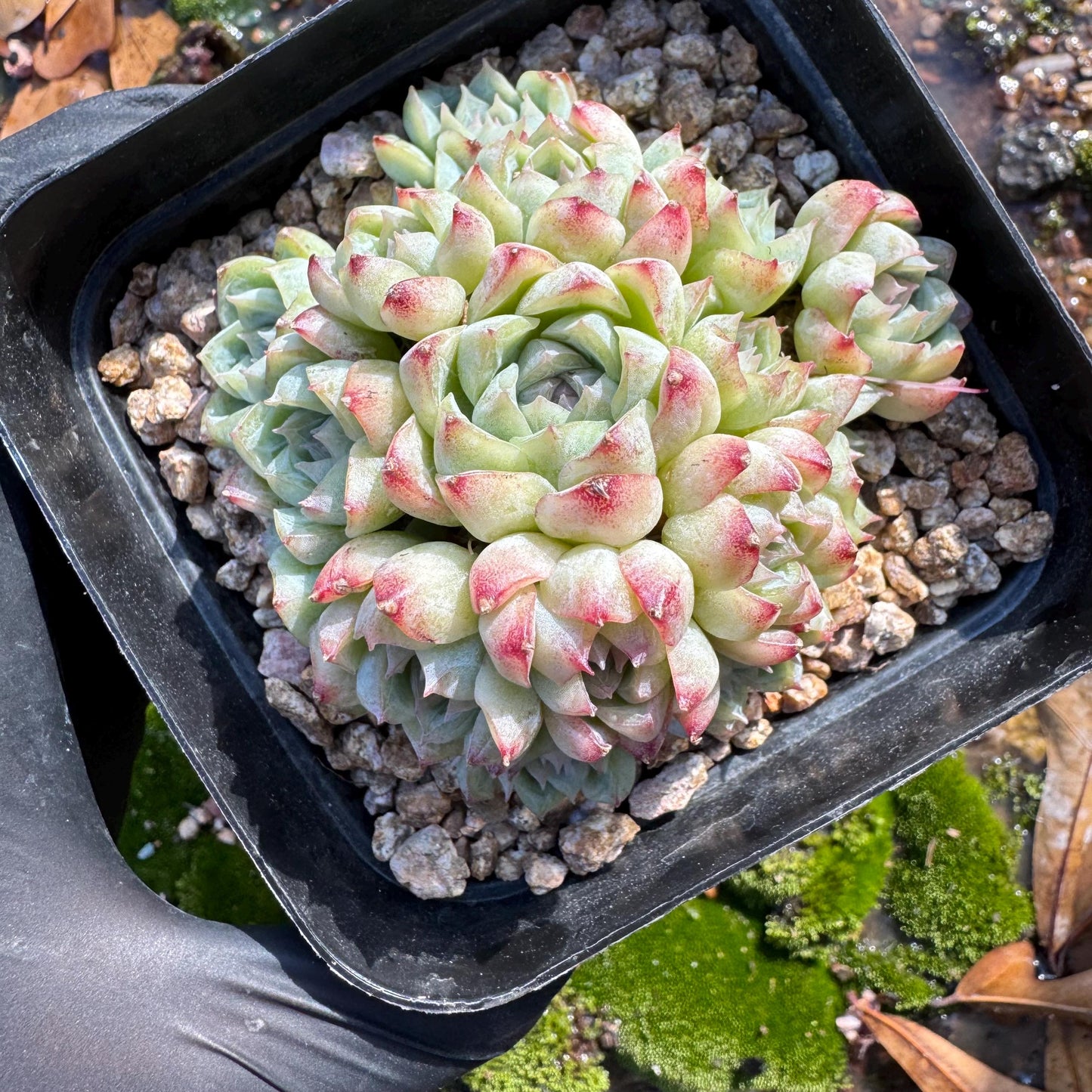 Echeveri' queen sp.' cluster, 2.5 inches, nice color , Bare Root, Imported Rare Succulent