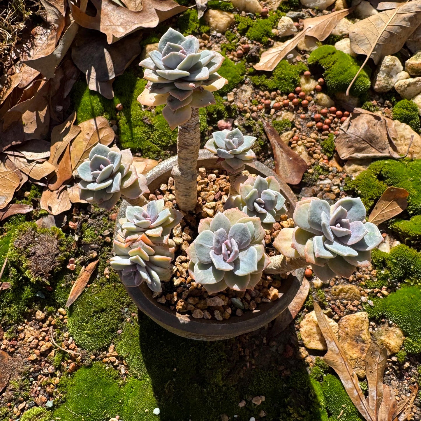 Graptoveria 'Mrs Richards' special variegated cluster, 8heads, high quality , 3.7inches,live Succulent