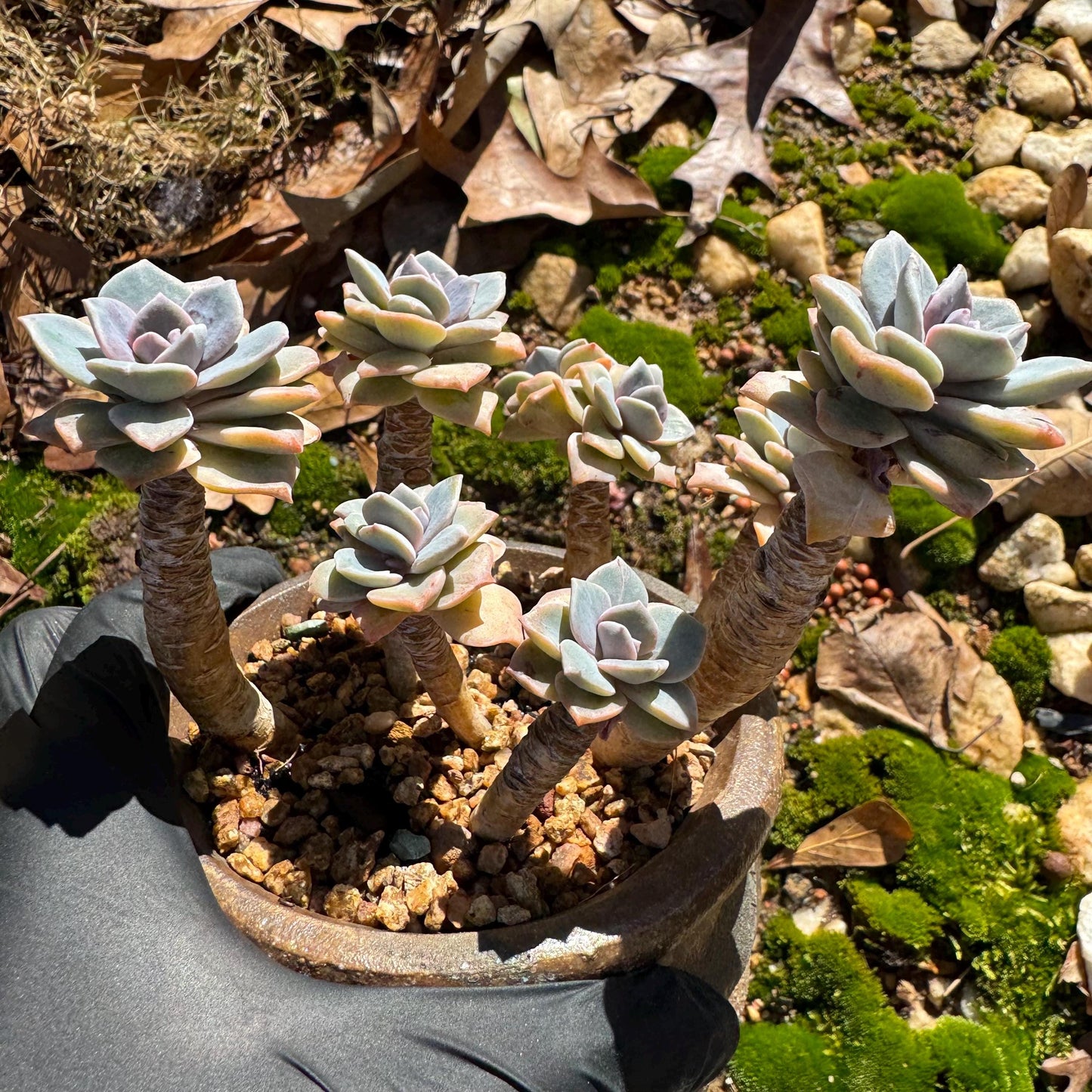 Graptoveria 'Mrs Richards' special variegated cluster, 8heads, high quality , 3.7inches,live Succulent