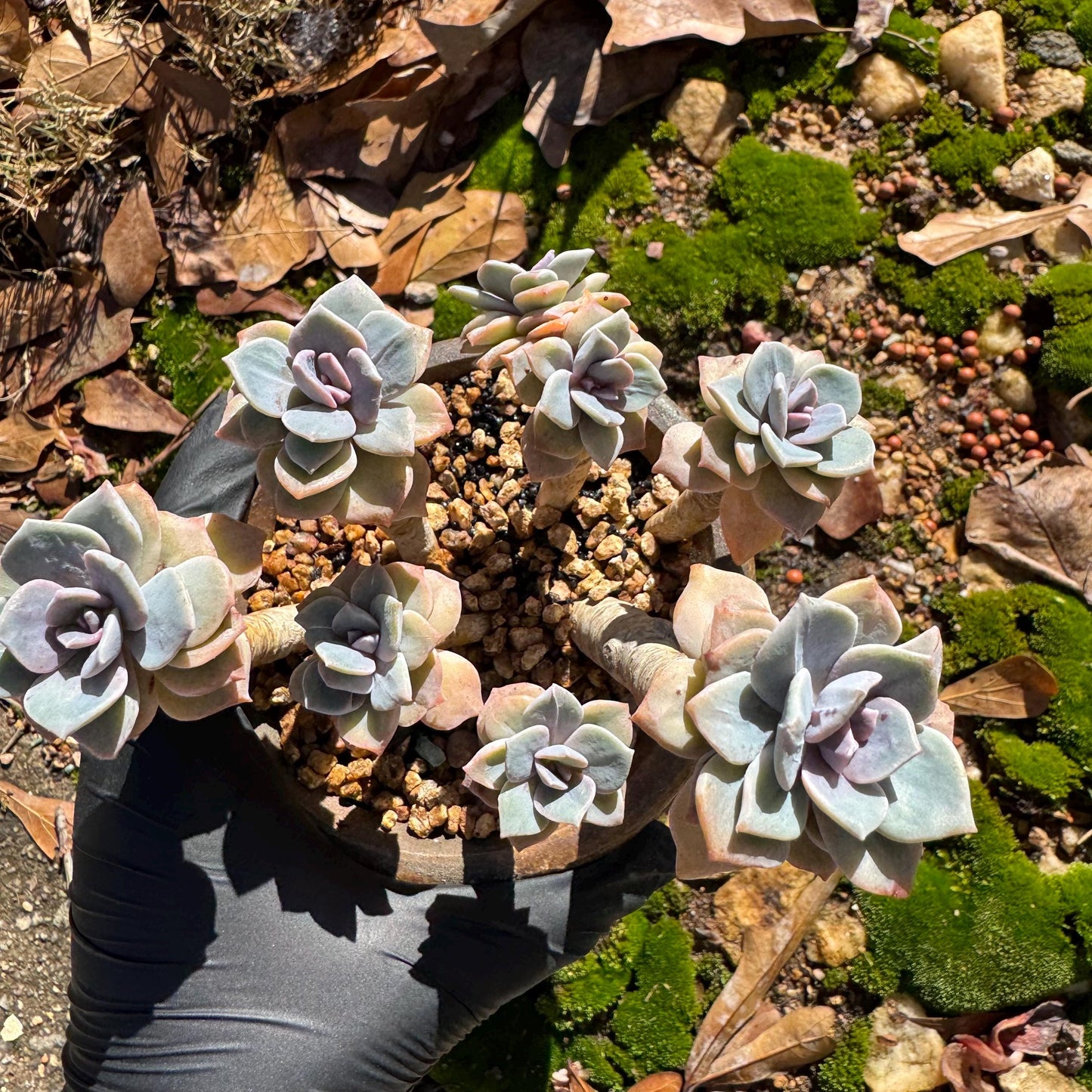 Graptoveria 'Mrs Richards' special variegated cluster, 8heads, high quality , 3.7inches,live Succulent