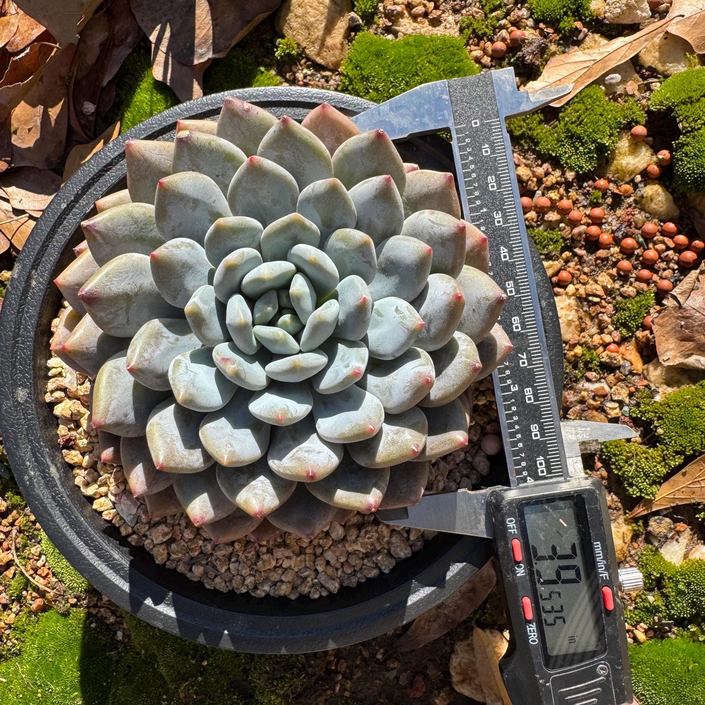 Rare succulents plants , Echeveria ‘Snow cicada ’ , big single head, 3.9inches