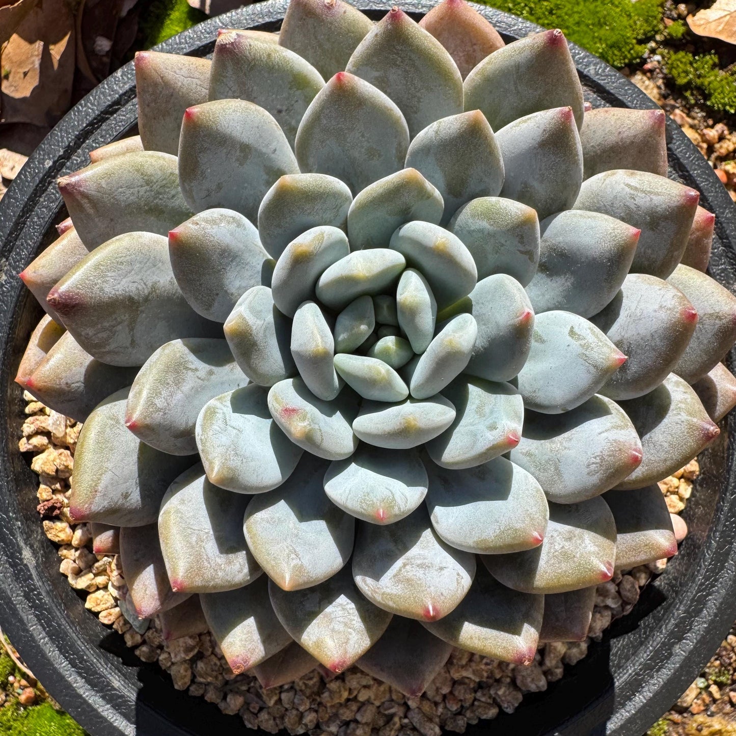 Rare succulents plants , Echeveria ‘Snow cicada ’ , big single head, 3.9inches
