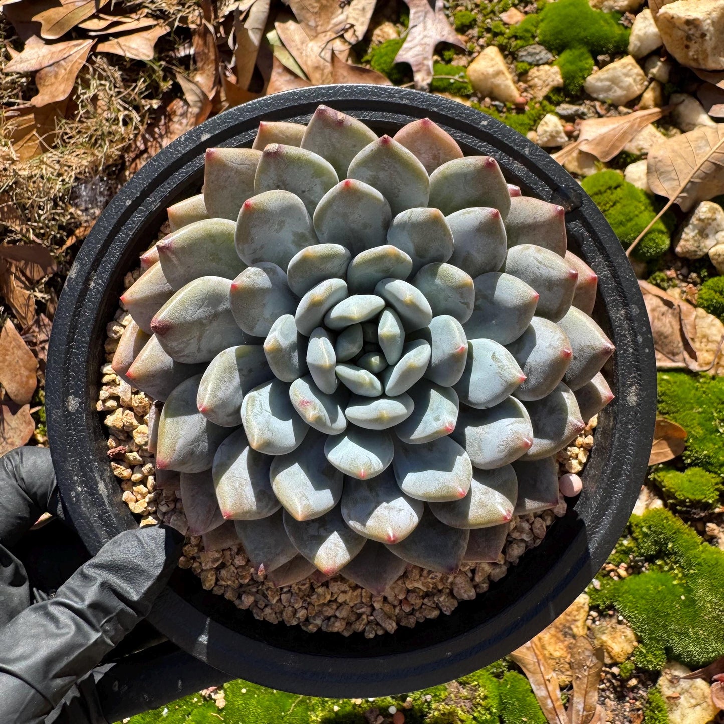 Rare succulents plants , Echeveria ‘Snow cicada ’ , big single head, 3.9inches