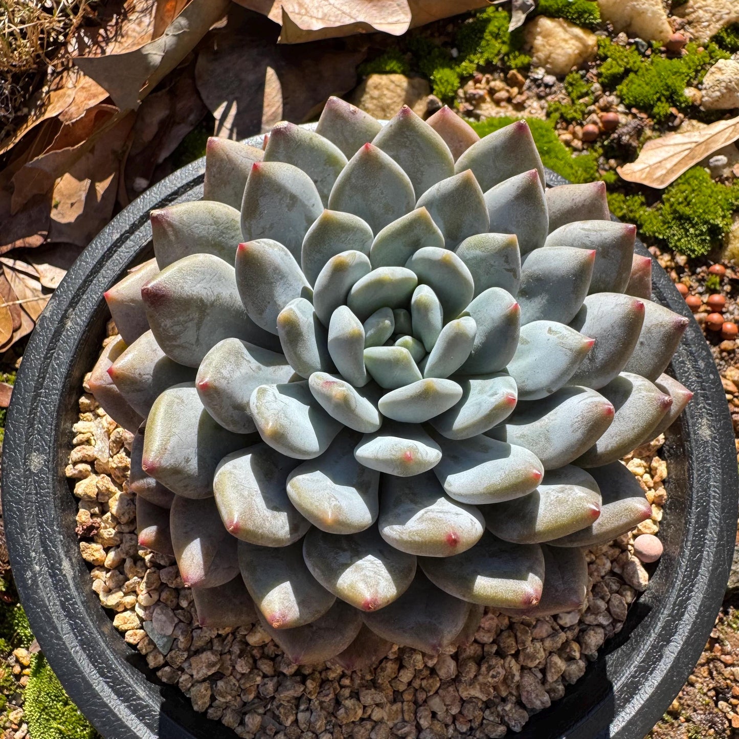 Rare succulents plants , Echeveria ‘Snow cicada ’ , big single head, 3.9inches