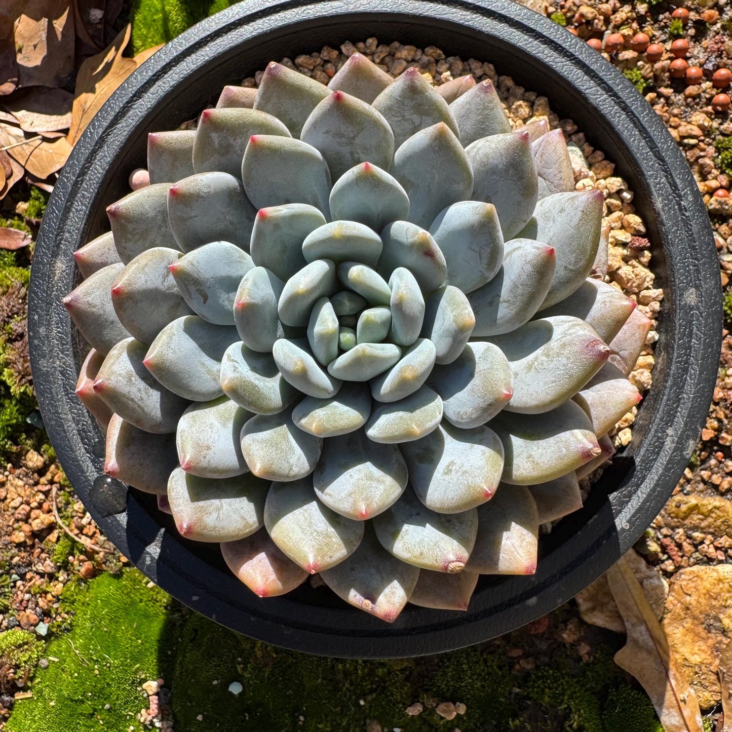 Rare succulents plants , Echeveria ‘Snow cicada ’ , big single head, 3.9inches