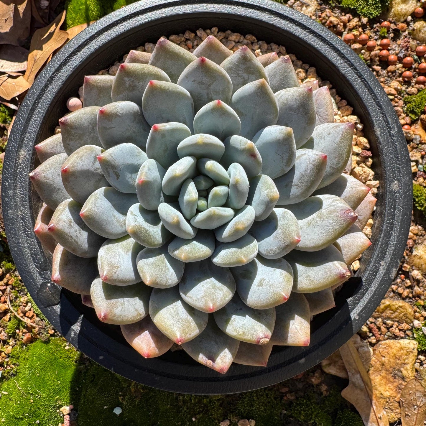 Rare succulents plants , Echeveria ‘Snow cicada ’ , big single head, 3.9inches