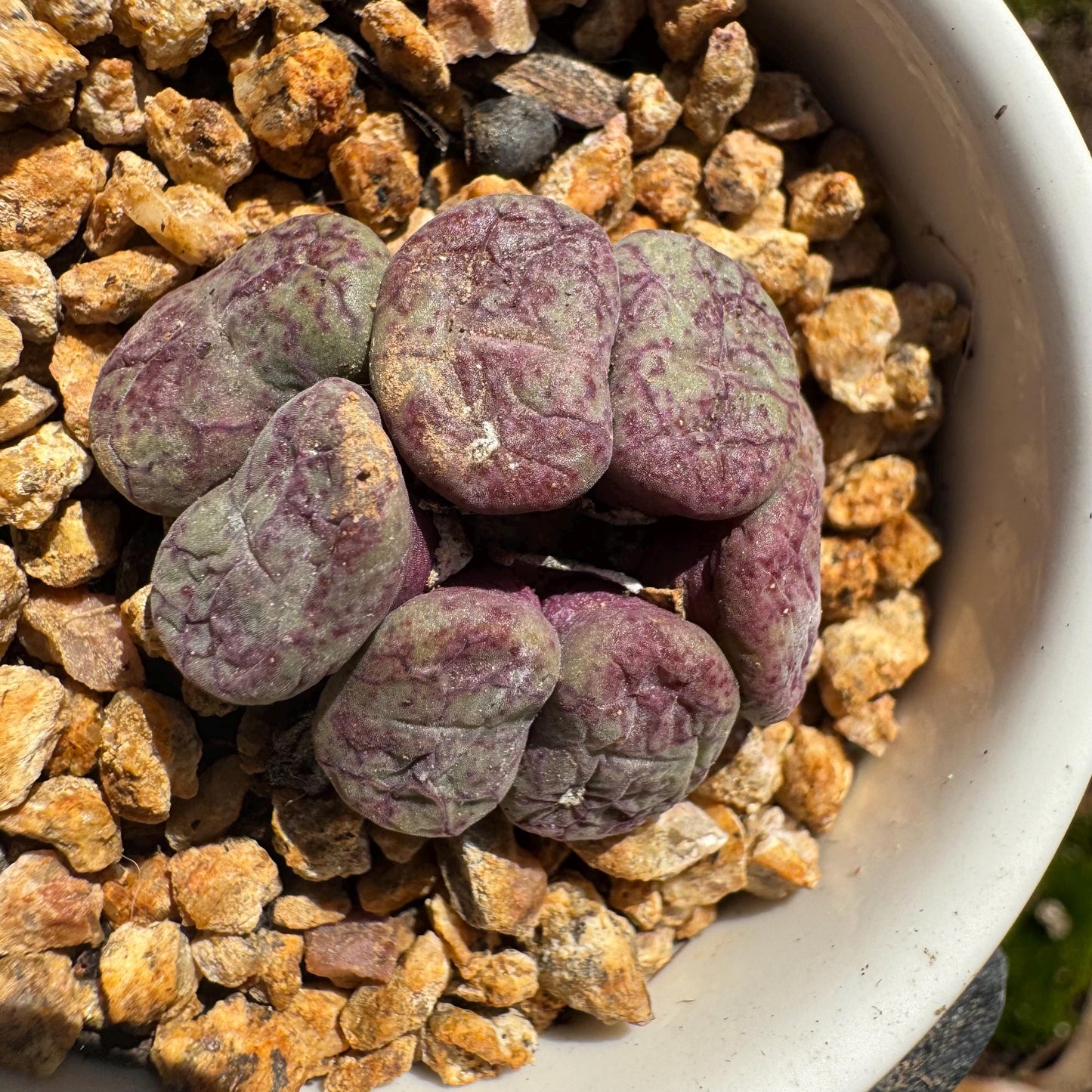 Conophytum 'ficiforme', 1.2inches, tiny size, 7heads, Imported Rare Succulent, Bare Root, live plant