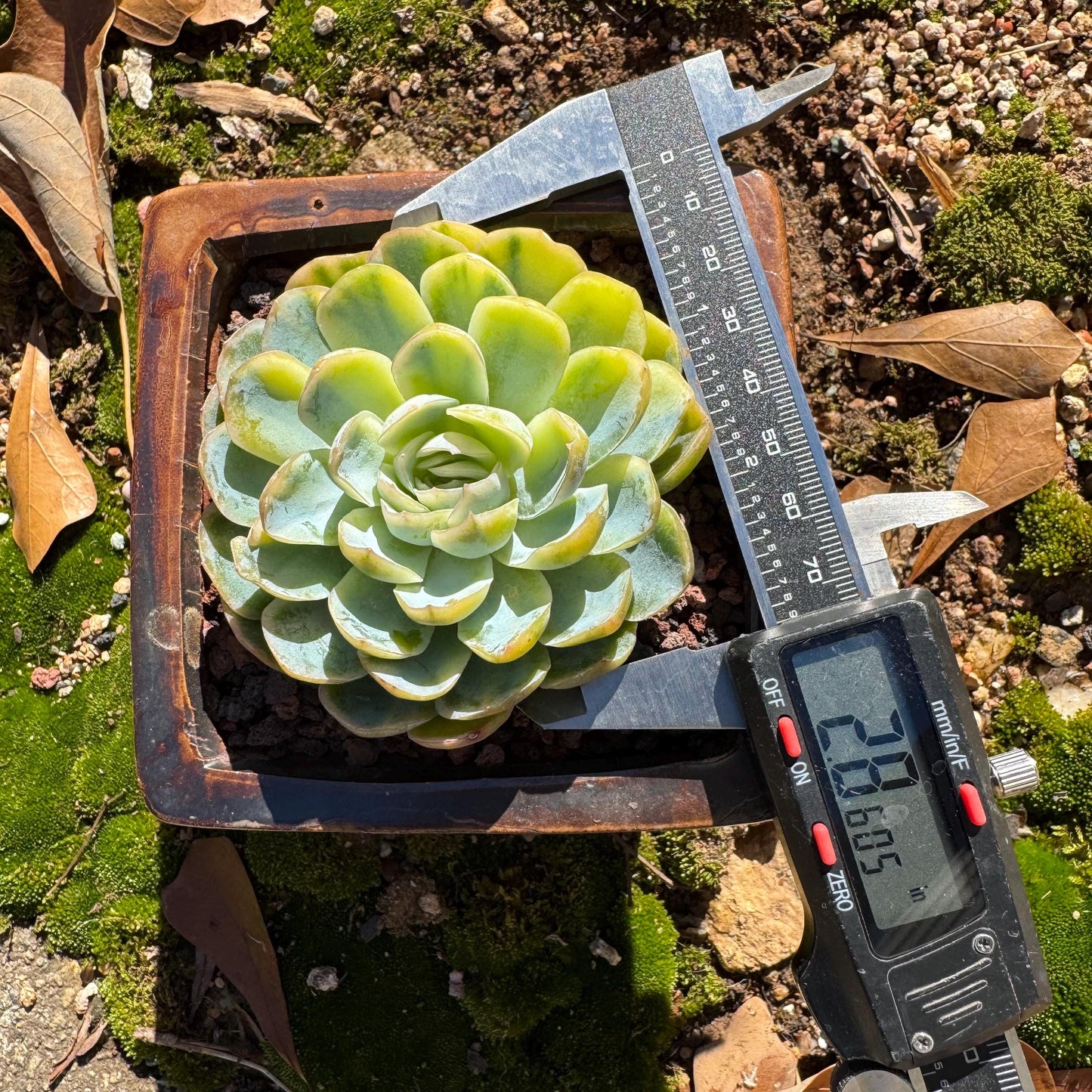 Echeveria ‘Mexican snowball variegated'', single head, 2.8inches , great quality, Bare Root, Imported Rare Succulent, gift