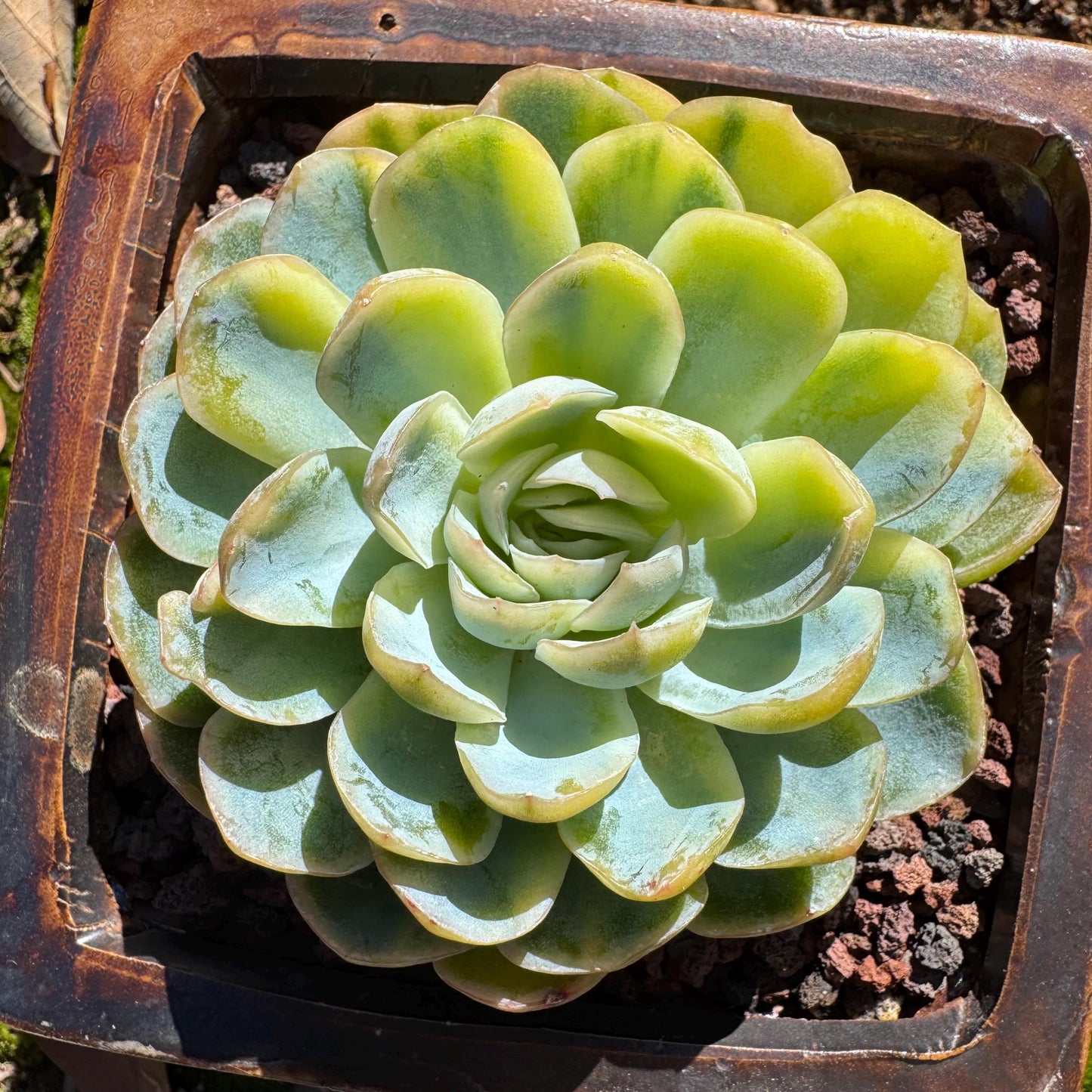 Echeveria ‘Mexican snowball variegated'', single head, 2.8inches , great quality, Bare Root, Imported Rare Succulent, gift