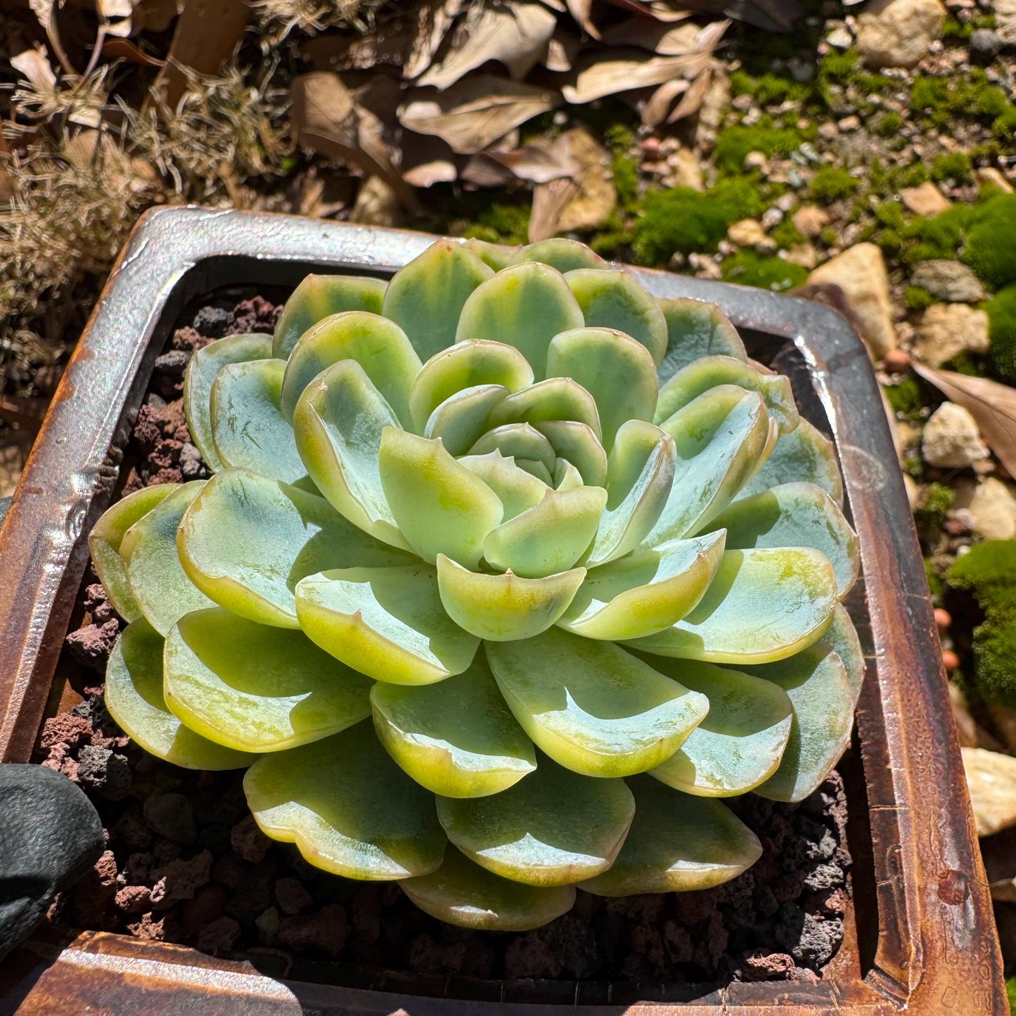 Echeveria ‘Mexican snowball variegated'', single head, 2.8inches , great quality, Bare Root, Imported Rare Succulent, gift