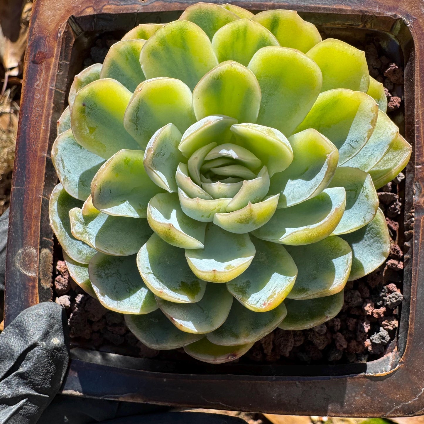 Echeveria ‘Mexican snowball variegated'', single head, 2.8inches , great quality, Bare Root, Imported Rare Succulent, gift