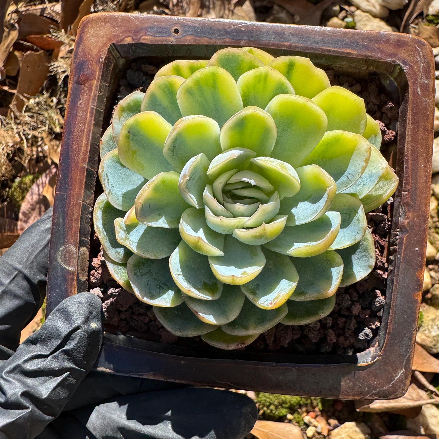 Echeveria ‘Mexican snowball variegated'', single head, 2.8inches , great quality, Bare Root, Imported Rare Succulent, gift