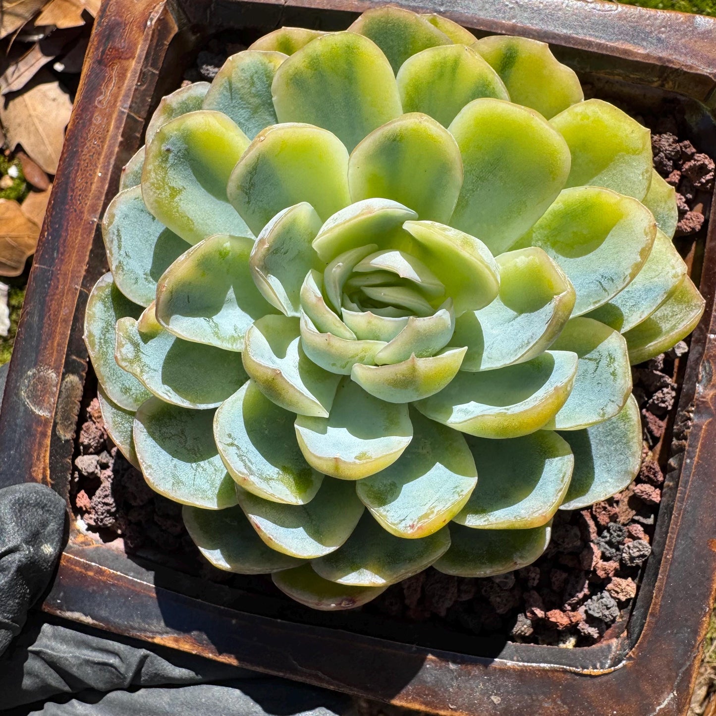 Echeveria ‘Mexican snowball variegated'', single head, 2.8inches , great quality, Bare Root, Imported Rare Succulent, gift
