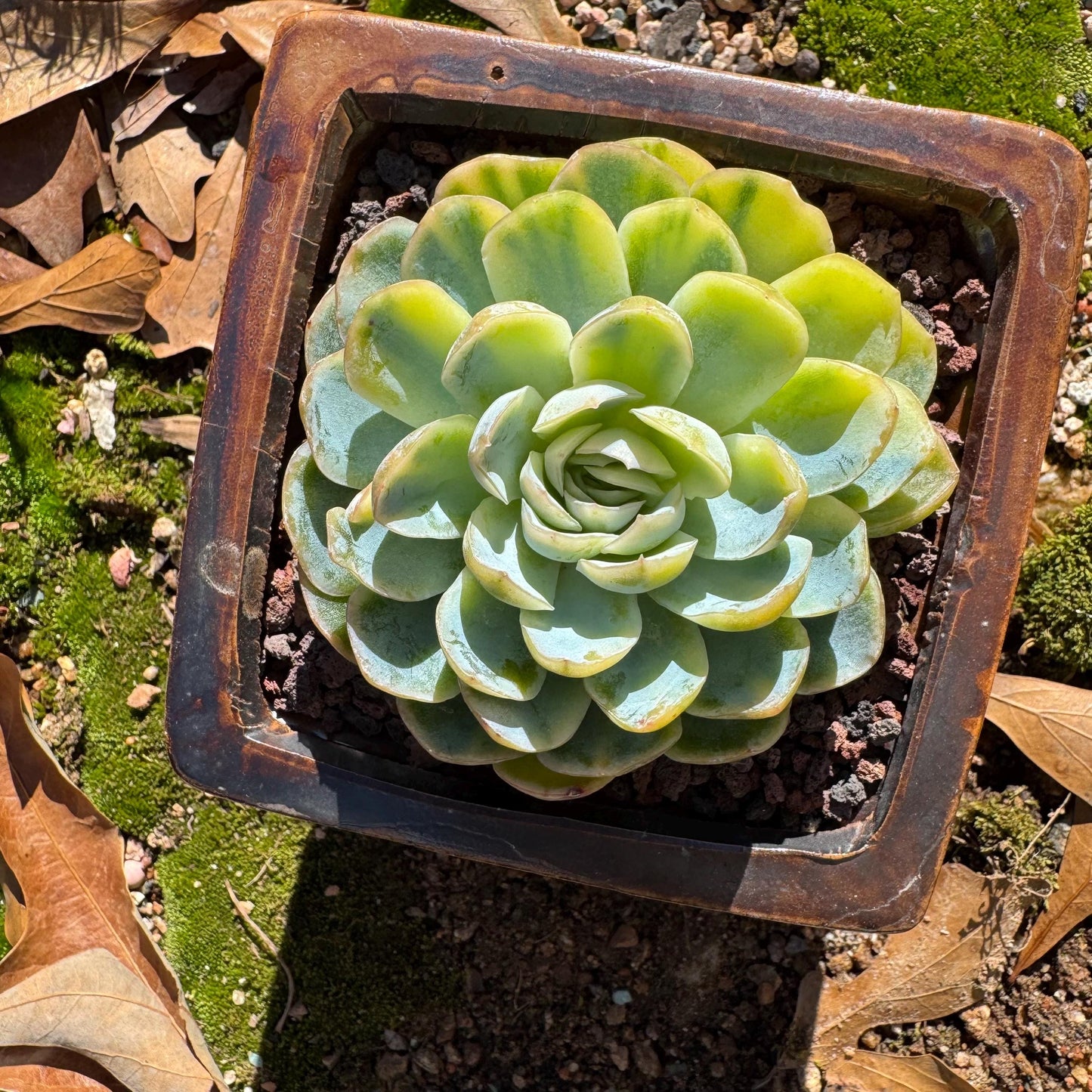 Echeveria ‘Mexican snowball variegated'', single head, 2.8inches , great quality, Bare Root, Imported Rare Succulent, gift
