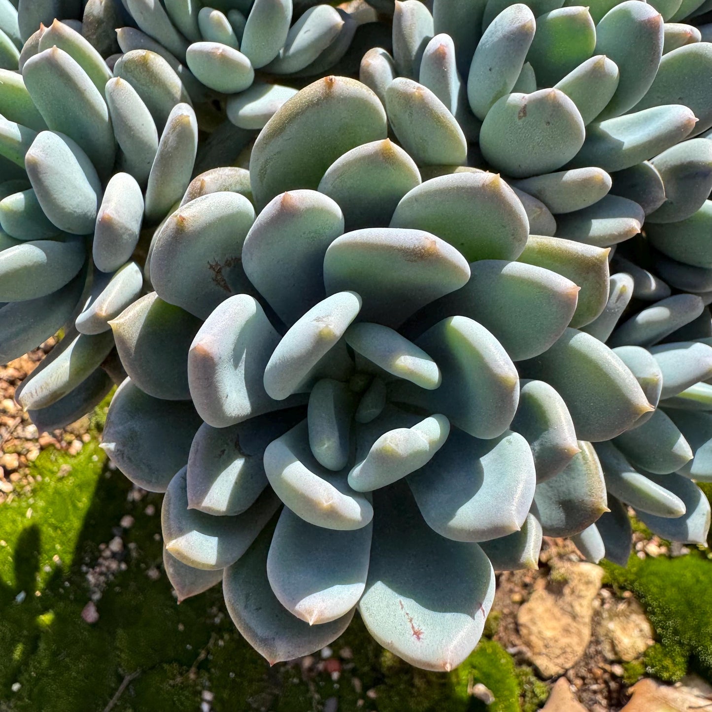 Echeveria 'Cinderella' big cluster , 6.0inches, more than 12heads, high quality, Bare Root, Imported Rare Succulent, gift