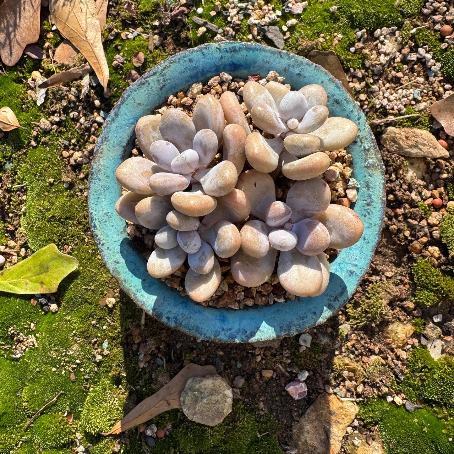 Graptopetalum' amethystinum' , 4heads, 3inches, bare Root, Imported Rare Succulent, live plant