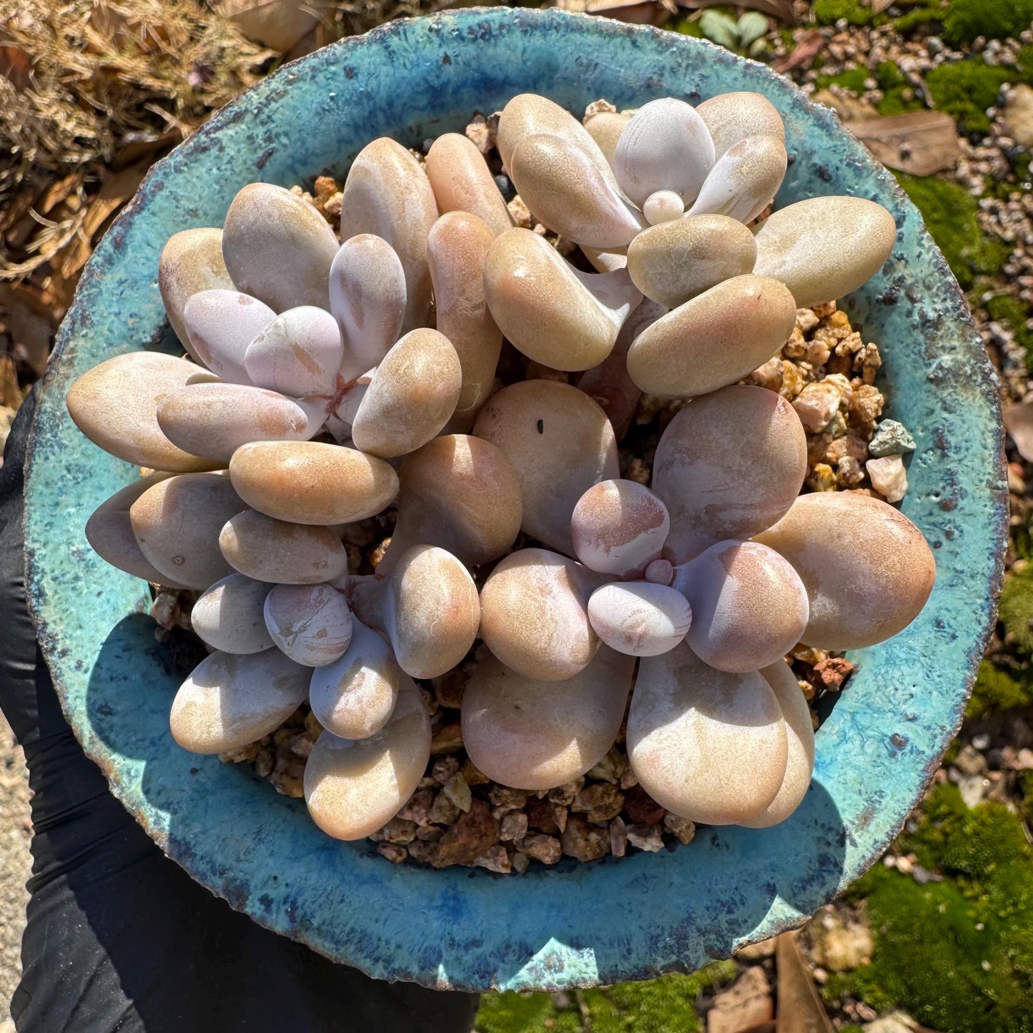 Graptopetalum' amethystinum' , 4heads, 3inches, bare Root, Imported Rare Succulent, live plant