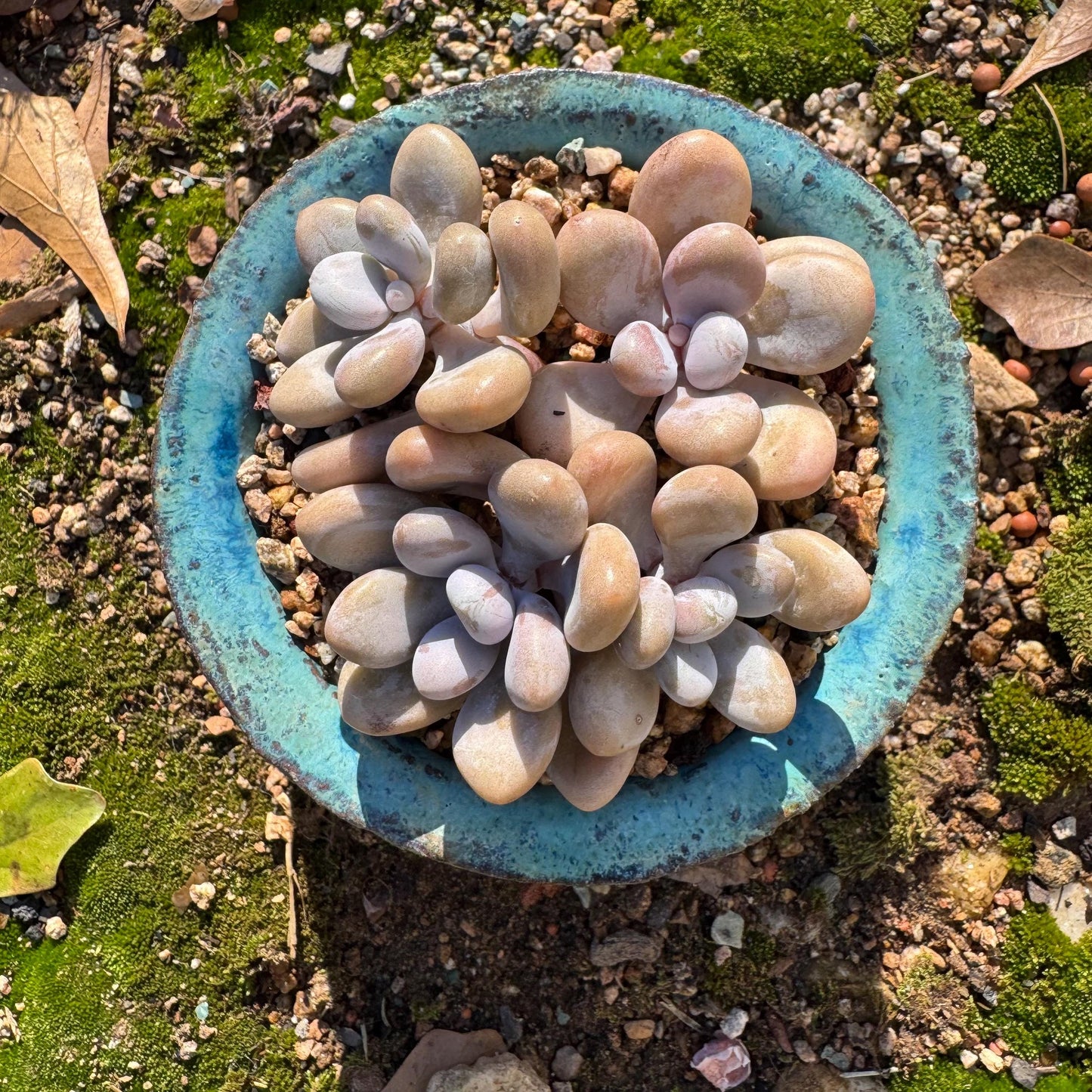 Graptopetalum' amethystinum' , 4heads, 3inches, bare Root, Imported Rare Succulent, live plant