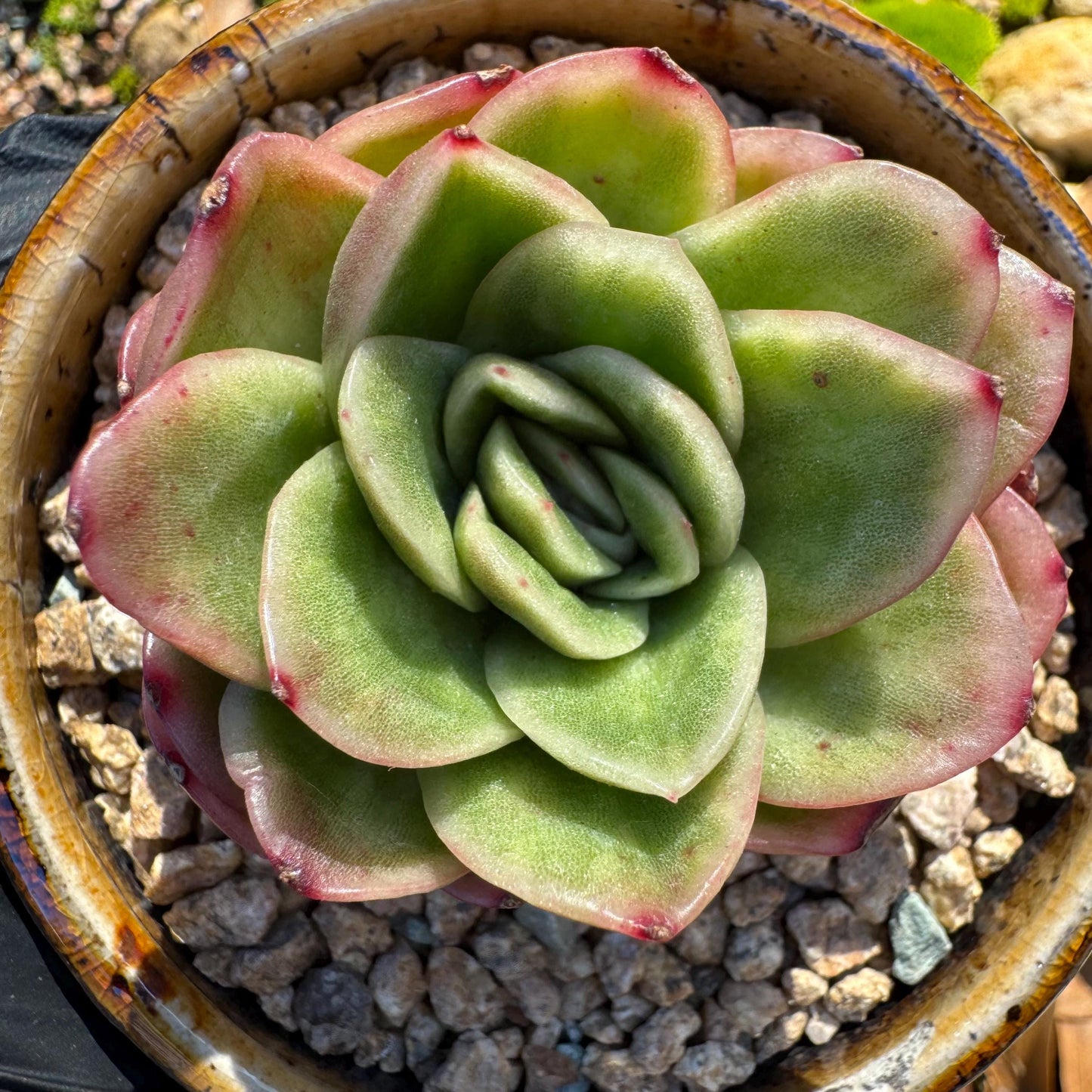 Echeveria ' Ice rose variegated', 2 Inches, Bare Root, Imported Rare Succulent
