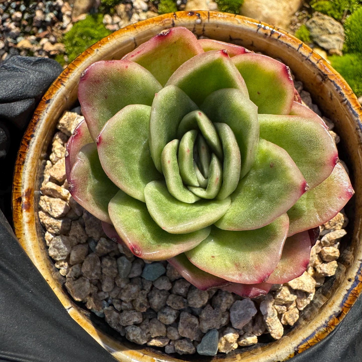 Echeveria ' Ice rose variegated', 2 Inches, Bare Root, Imported Rare Succulent