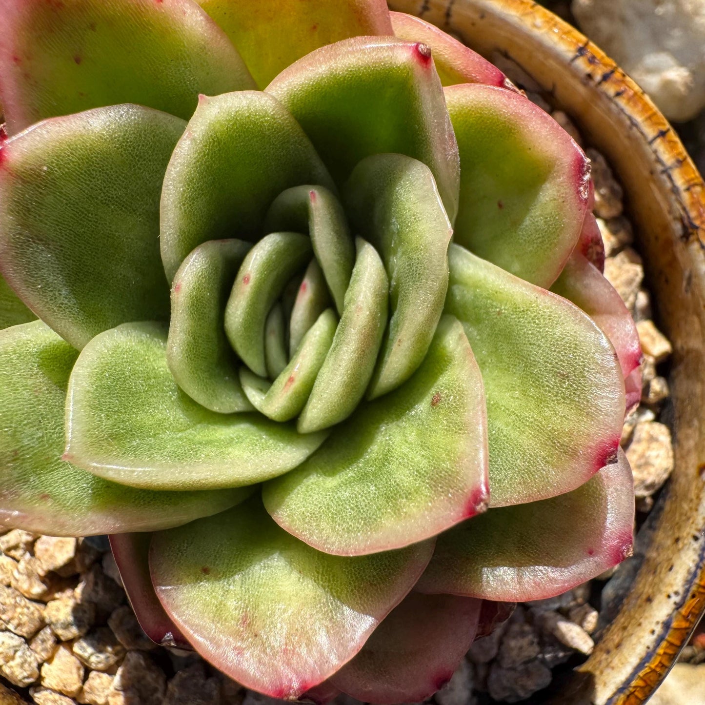 Echeveria ' Ice rose variegated', 2 Inches, Bare Root, Imported Rare Succulent