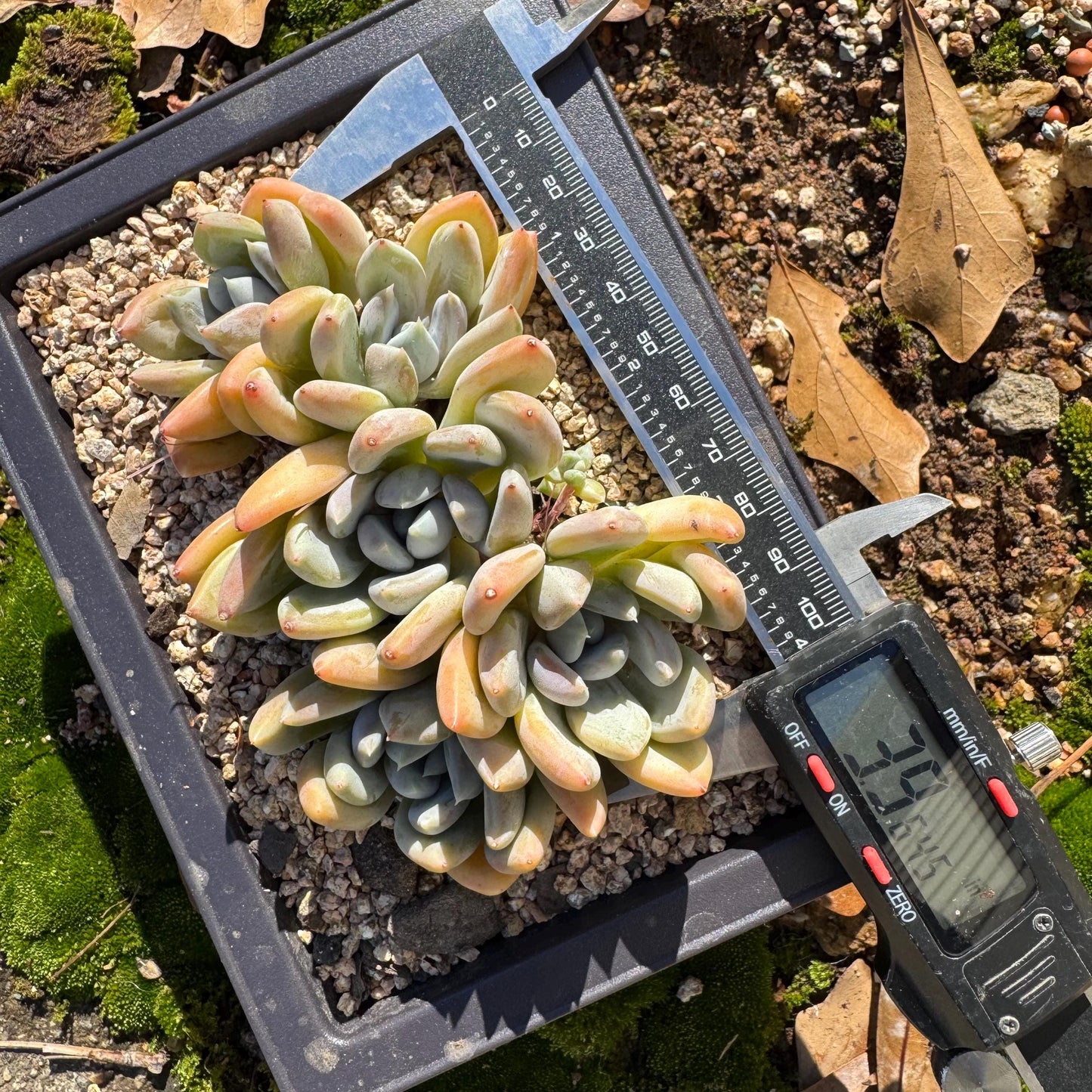 Echeveria 'Red ivory cluster ', 3.9inches, 5heads, nice color , Bare Root, Imported Rare Succulent