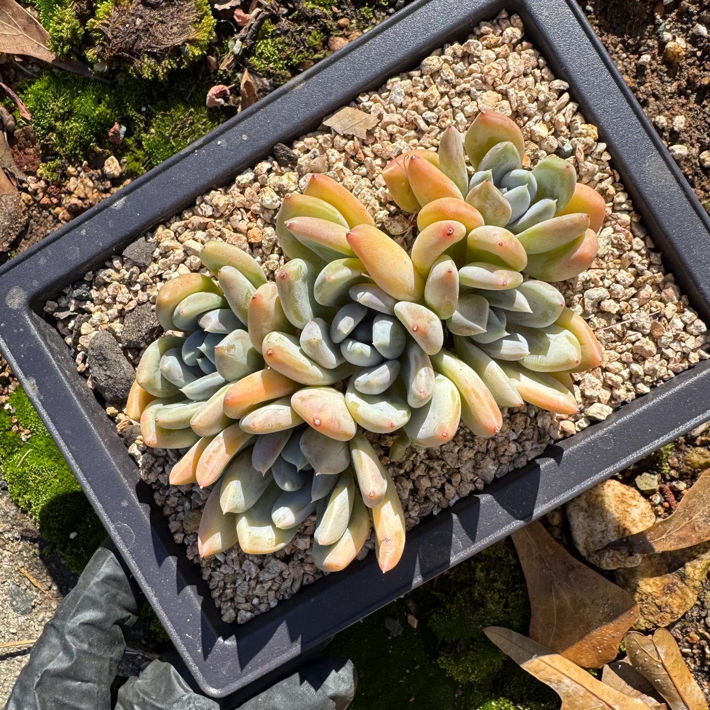 Echeveria 'Red ivory cluster ', 3.9inches, 5heads, nice color , Bare Root, Imported Rare Succulent