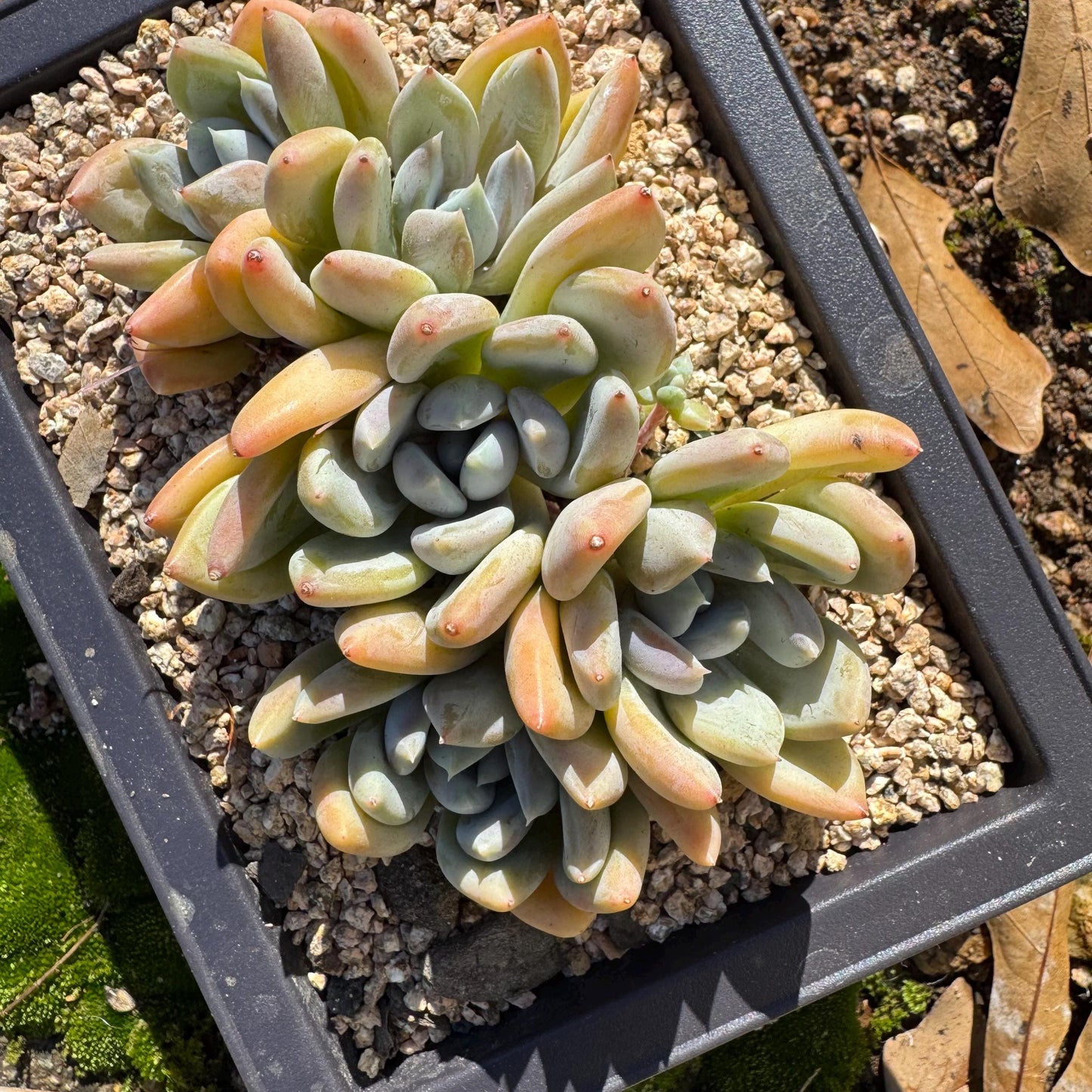 Echeveria 'Red ivory cluster ', 3.9inches, 5heads, nice color , Bare Root, Imported Rare Succulent