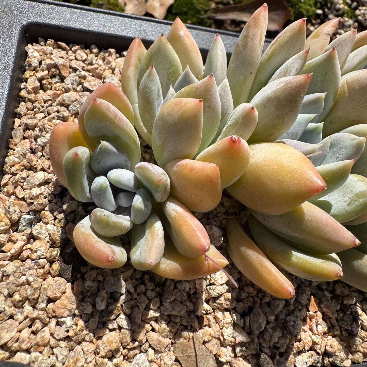 Echeveria 'Red ivory cluster ', 3.9inches, 5heads, nice color , Bare Root, Imported Rare Succulent