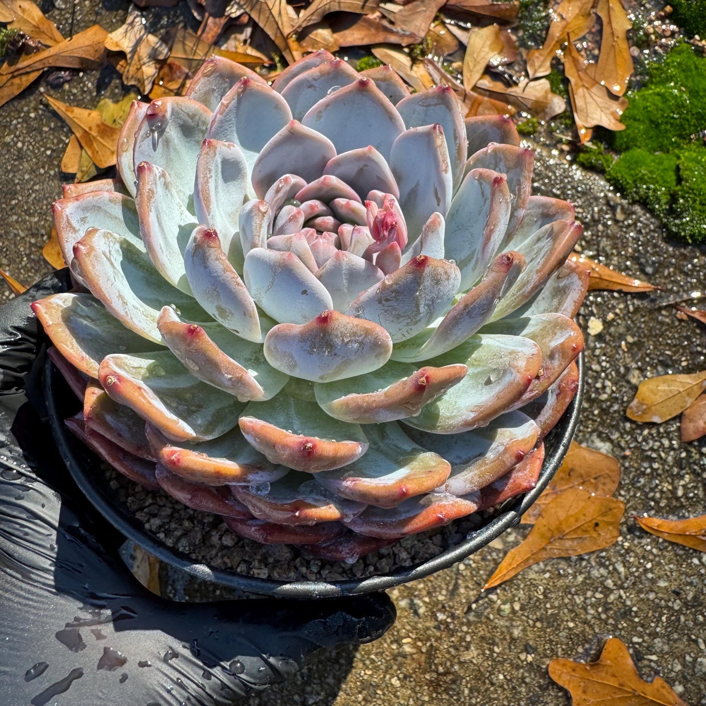 Echeveria Korean ‘ Orange Monroe’, big single head, high quality, 5.1inche, Bare Root, Imported Rare Succulent, live plant, gift
