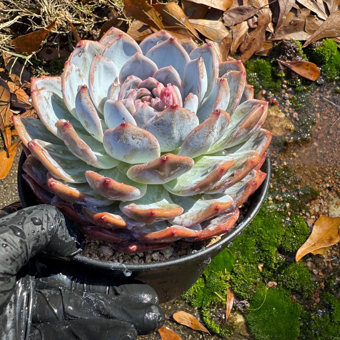 Echeveria Korean ‘ Orange Monroe’, big single head, high quality, 5.1inche, Bare Root, Imported Rare Succulent, live plant, gift
