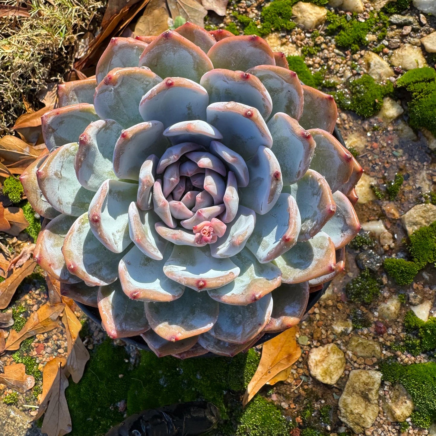 Echeveria Korean ‘ Orange Monroe’, big single head, high quality, 5.1inche, Bare Root, Imported Rare Succulent, live plant, gift