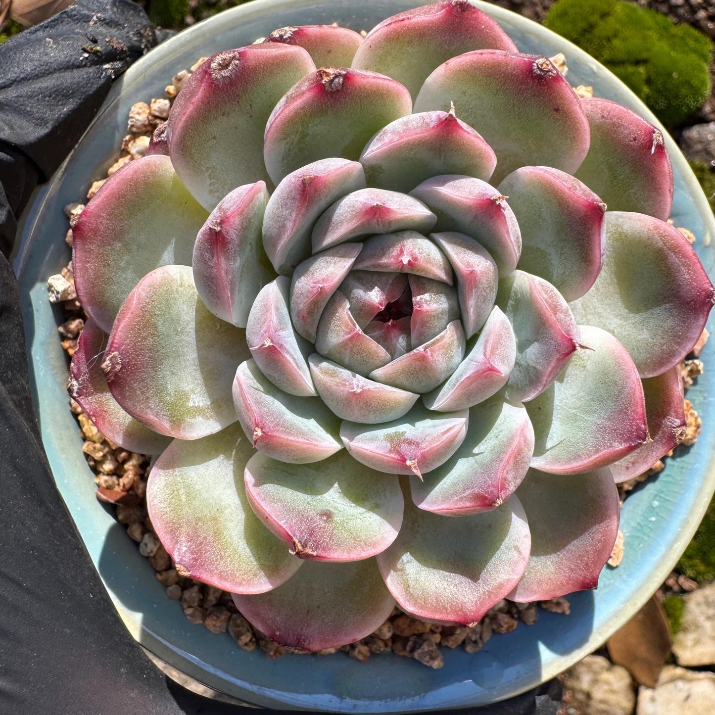 Echeveria ‘Sailor Moon'', single head, 2.5inches , great quality, Bare Root, Imported Rare Succulent, gift
