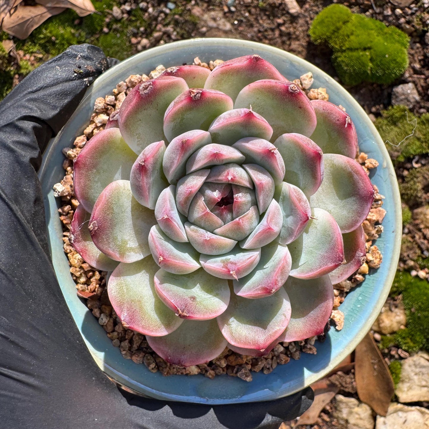 Echeveria ‘Sailor Moon'', single head, 2.5inches , great quality, Bare Root, Imported Rare Succulent, gift