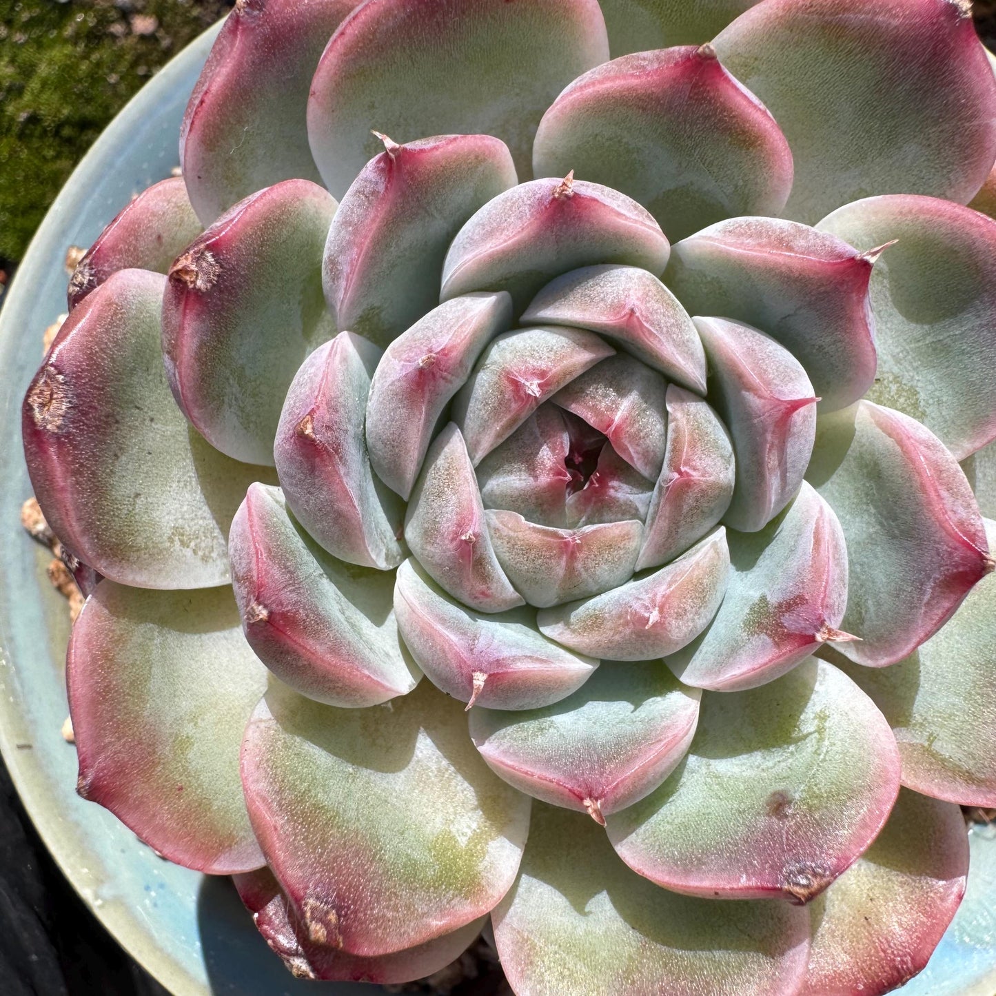 Echeveria ‘Sailor Moon'', single head, 2.5inches , great quality, Bare Root, Imported Rare Succulent, gift