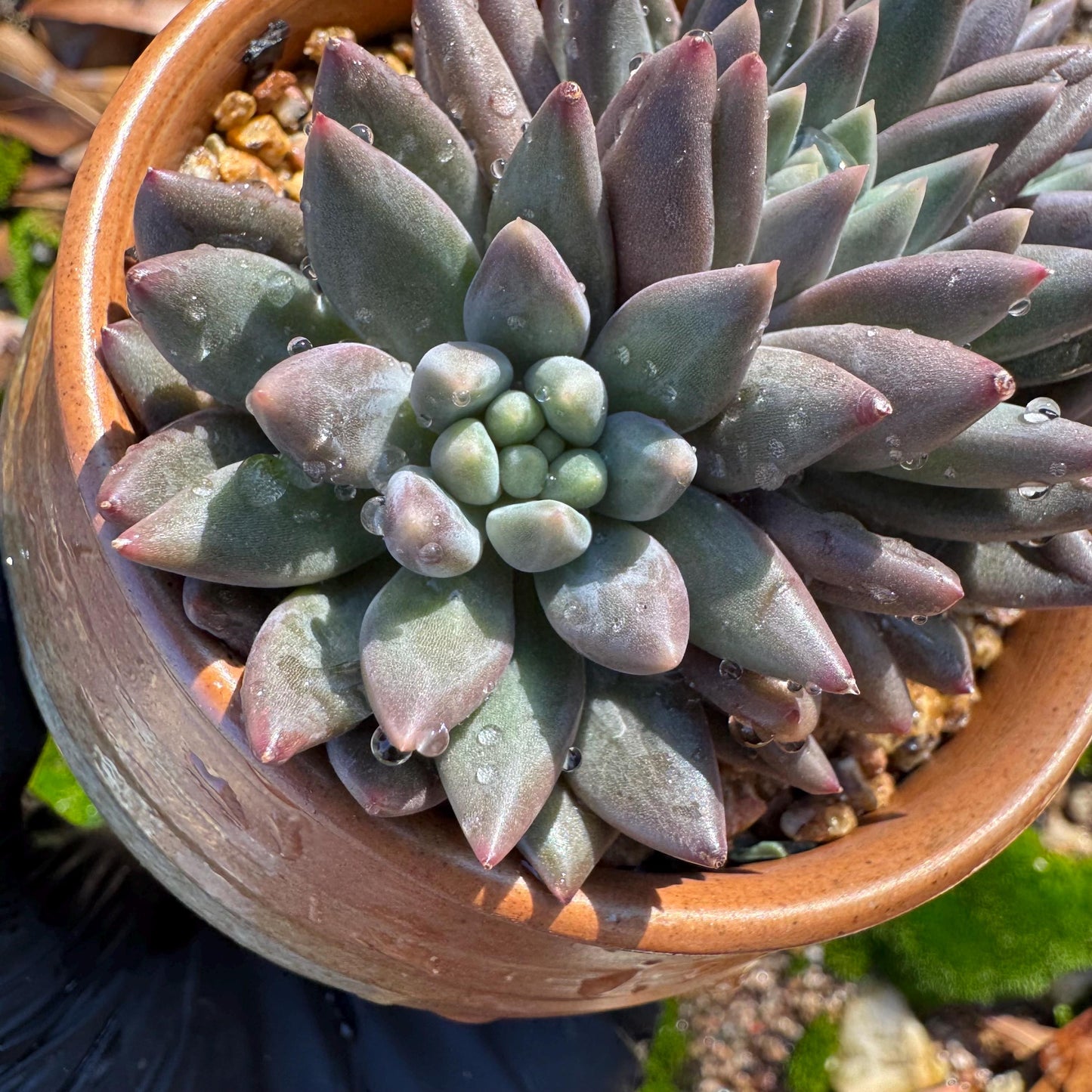 Pachyphytum’ Yumeiren sp. ’ cluster , 3inches, new hybrid, 3heads, nice color