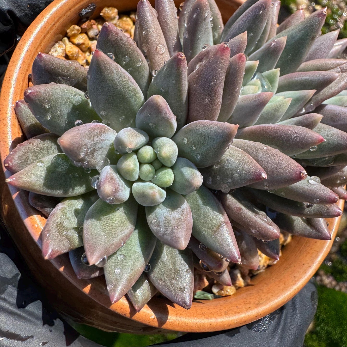 Pachyphytum’ Yumeiren sp. ’ cluster , 3inches, new hybrid, 3heads, nice color