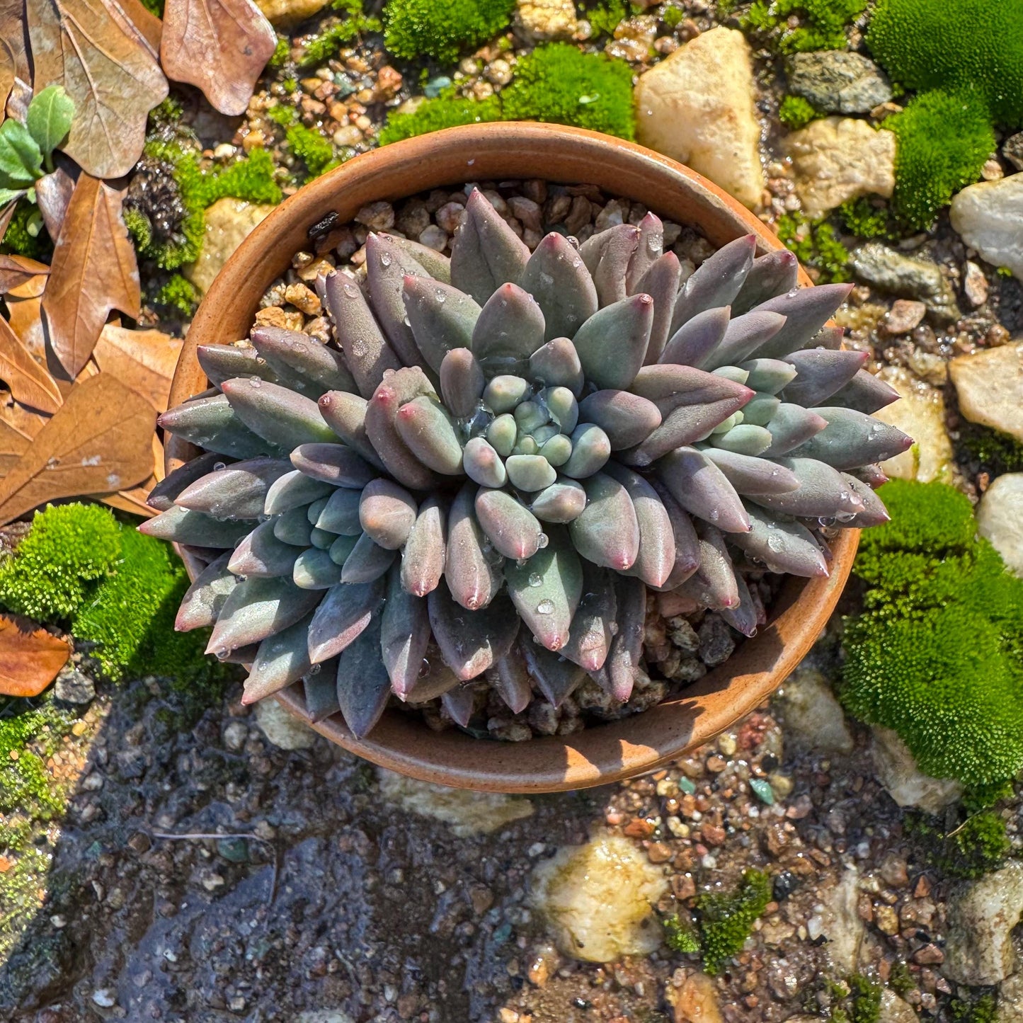 Pachyphytum’ Yumeiren sp. ’ cluster , 3inches, new hybrid, 3heads, nice color