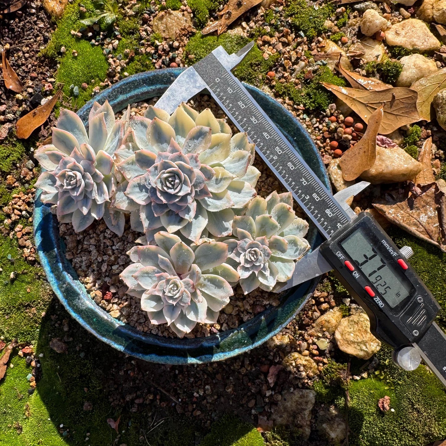 Echeveria 'Ruyonii 'variegated cluster, 4heads, 3.7inches, nice color, Bare Root, Imported Rare Succulent