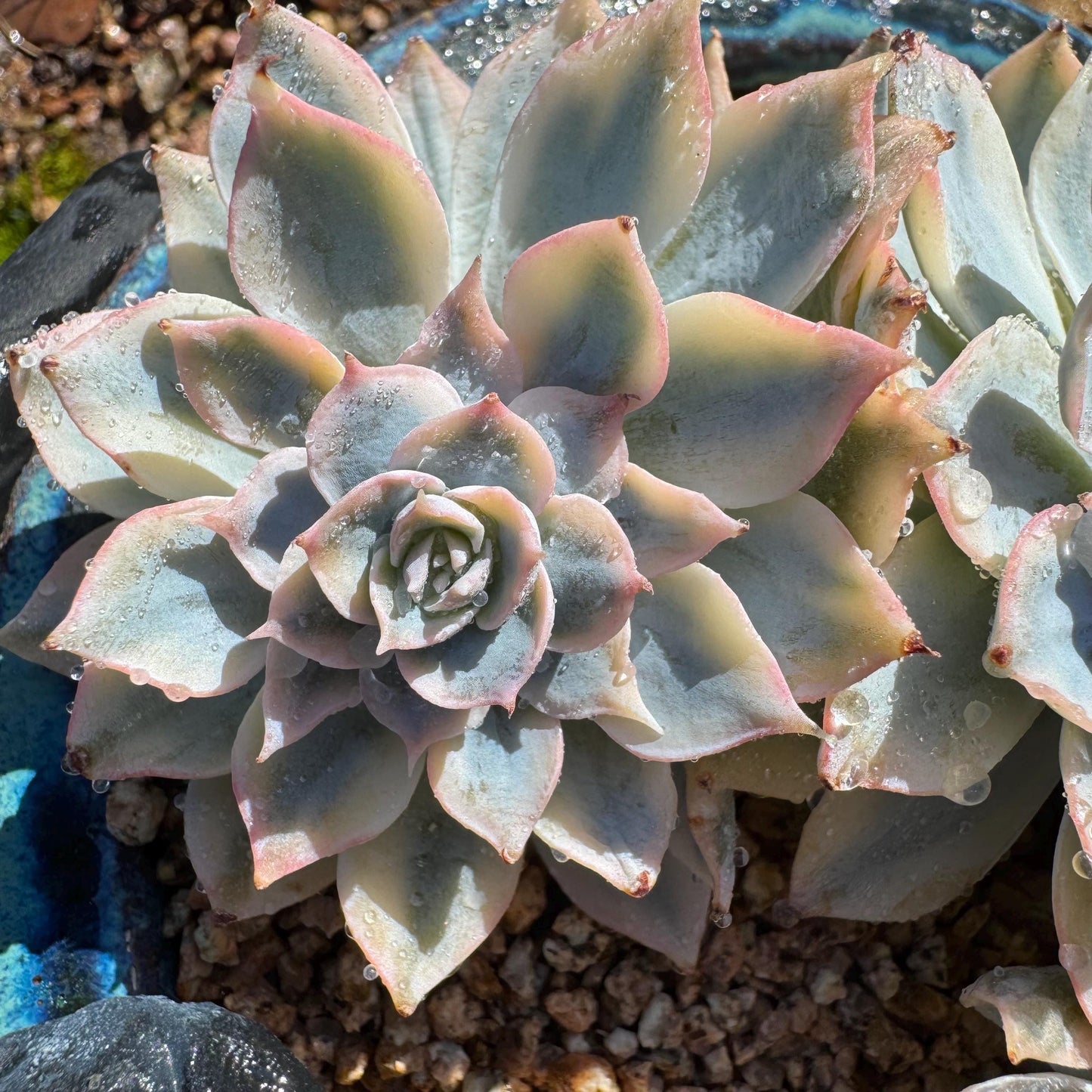 Echeveria 'Ruyonii 'variegated cluster, 4heads, 3.7inches, nice color, Bare Root, Imported Rare Succulent