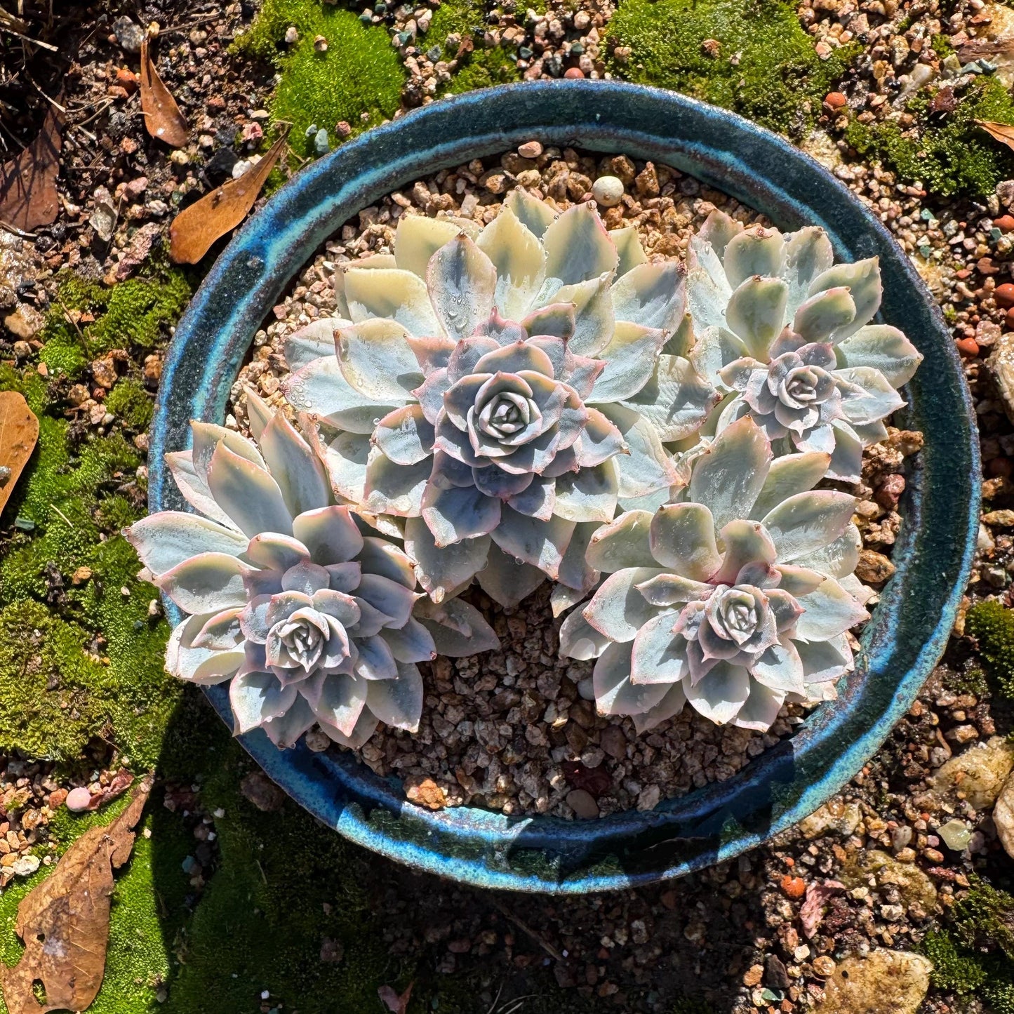 Echeveria 'Ruyonii 'variegated cluster, 4heads, 3.7inches, nice color, Bare Root, Imported Rare Succulent