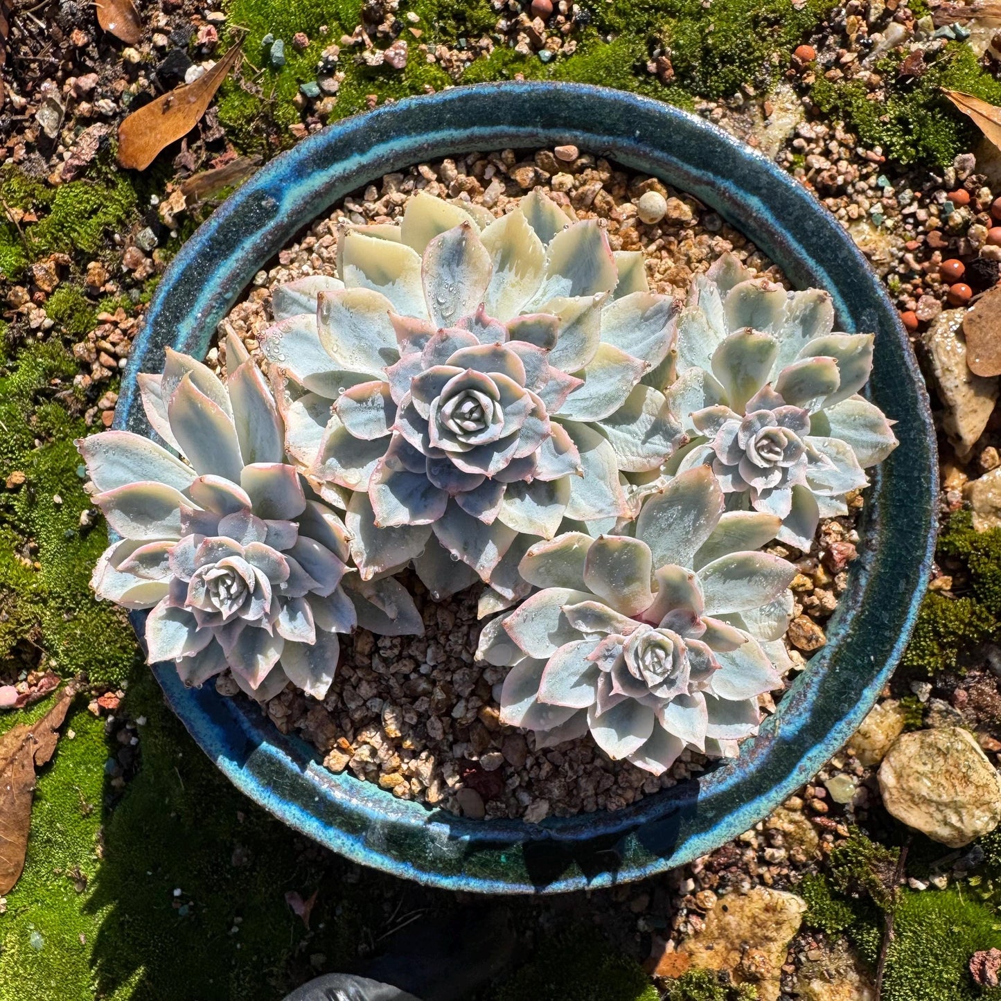 Echeveria 'Ruyonii 'variegated cluster, 4heads, 3.7inches, nice color, Bare Root, Imported Rare Succulent